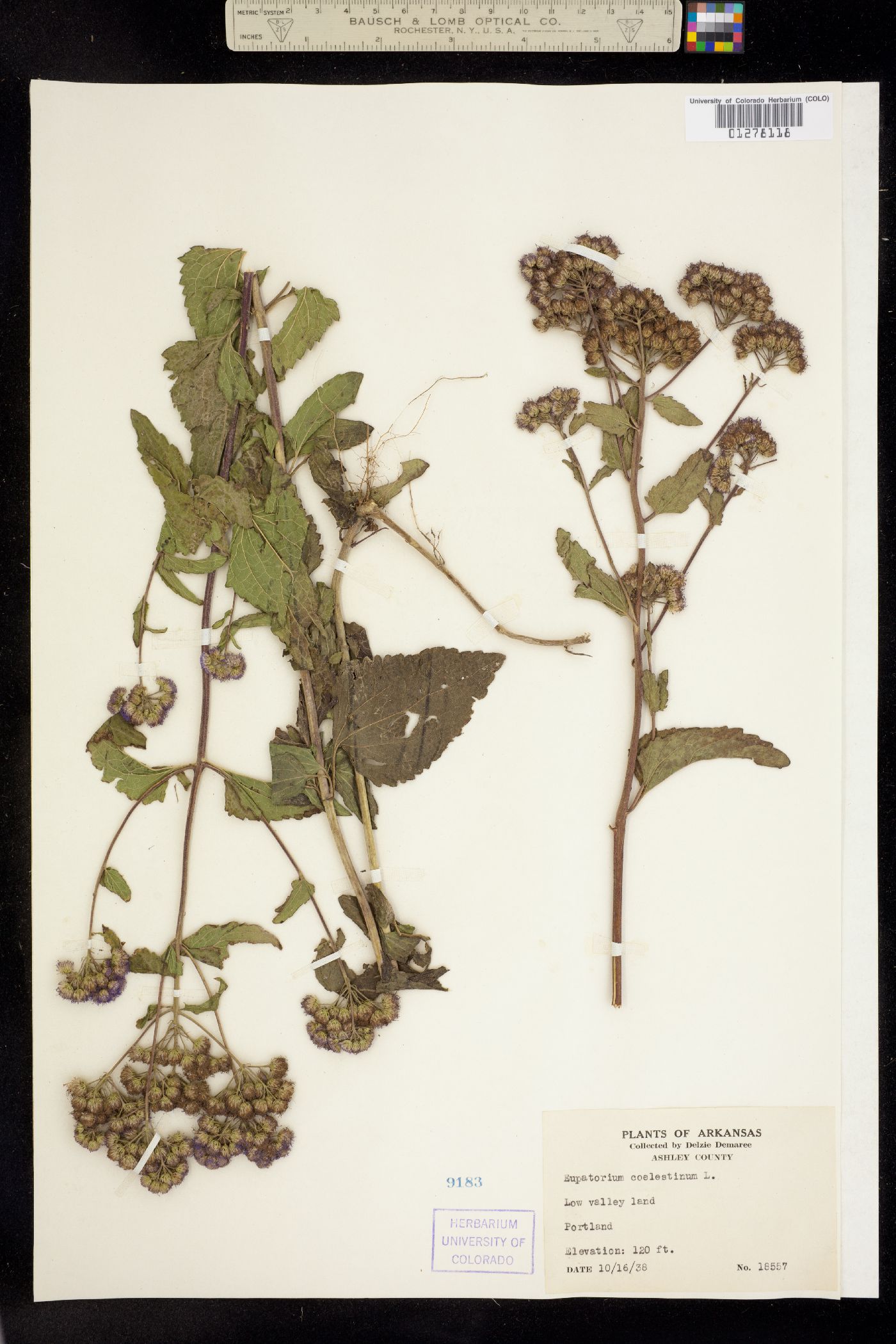 Eupatorium coelestinum image