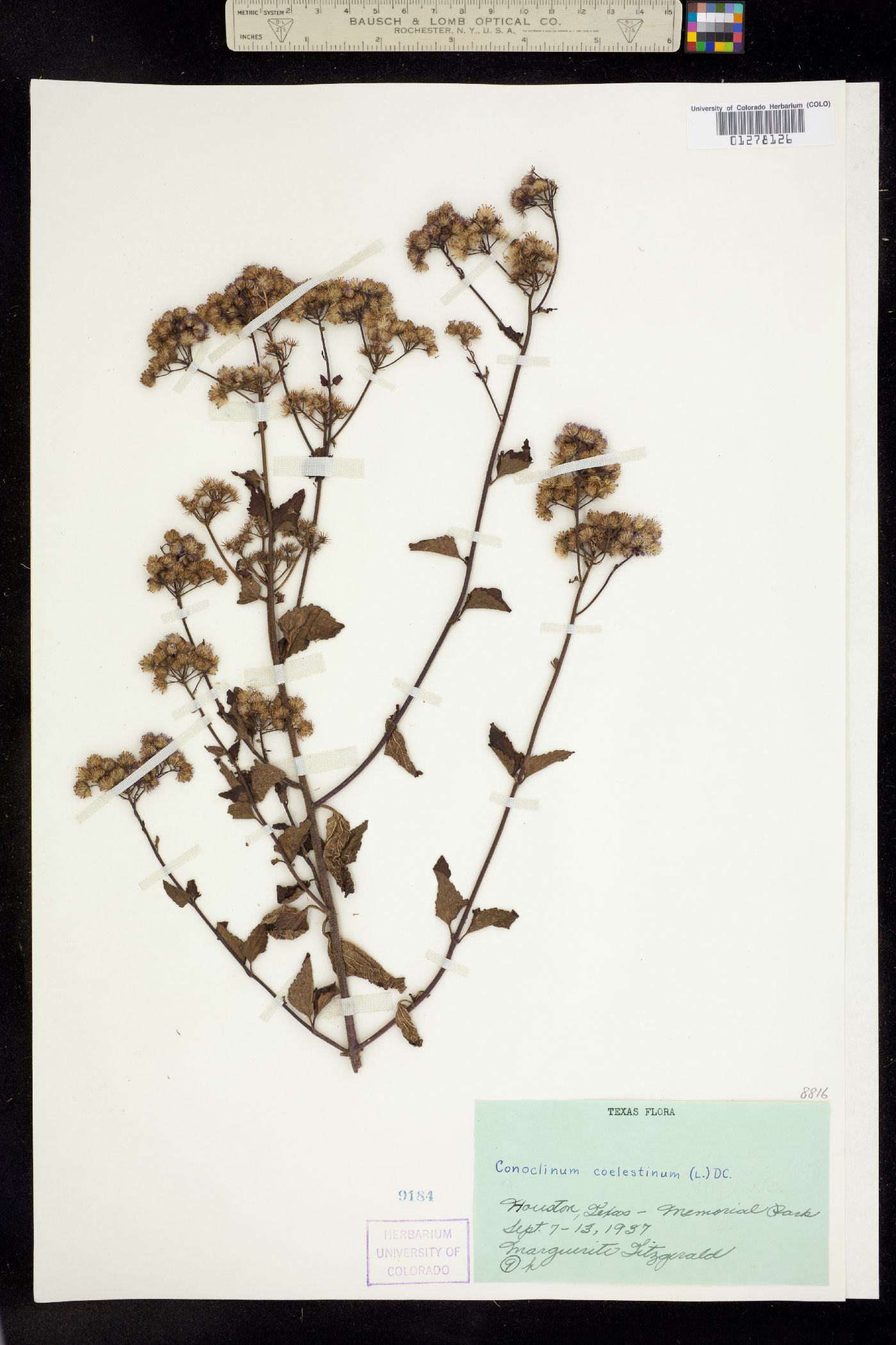 Eupatorium coelestinum image