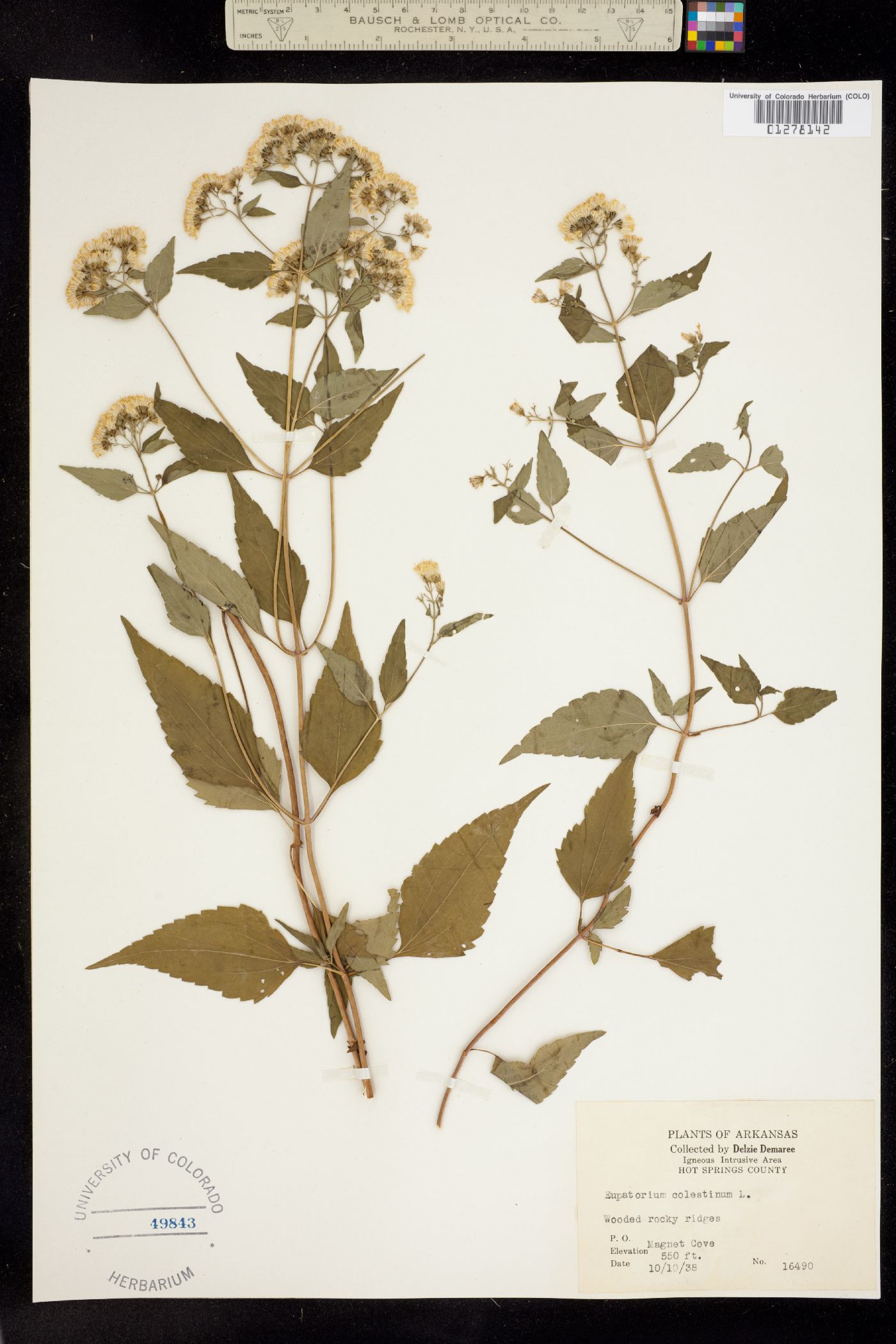 Eupatorium coelestinum image