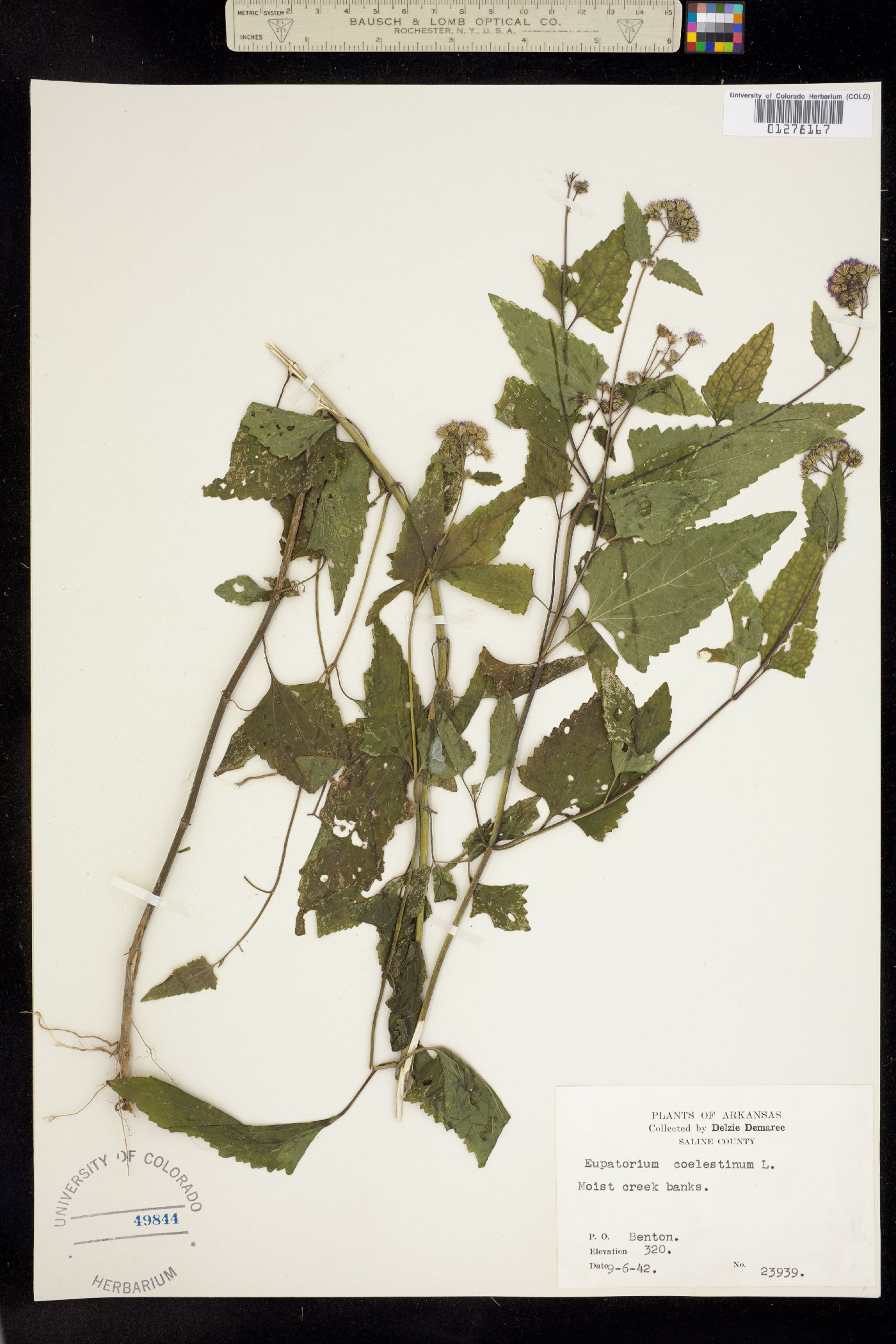 Eupatorium coelestinum image