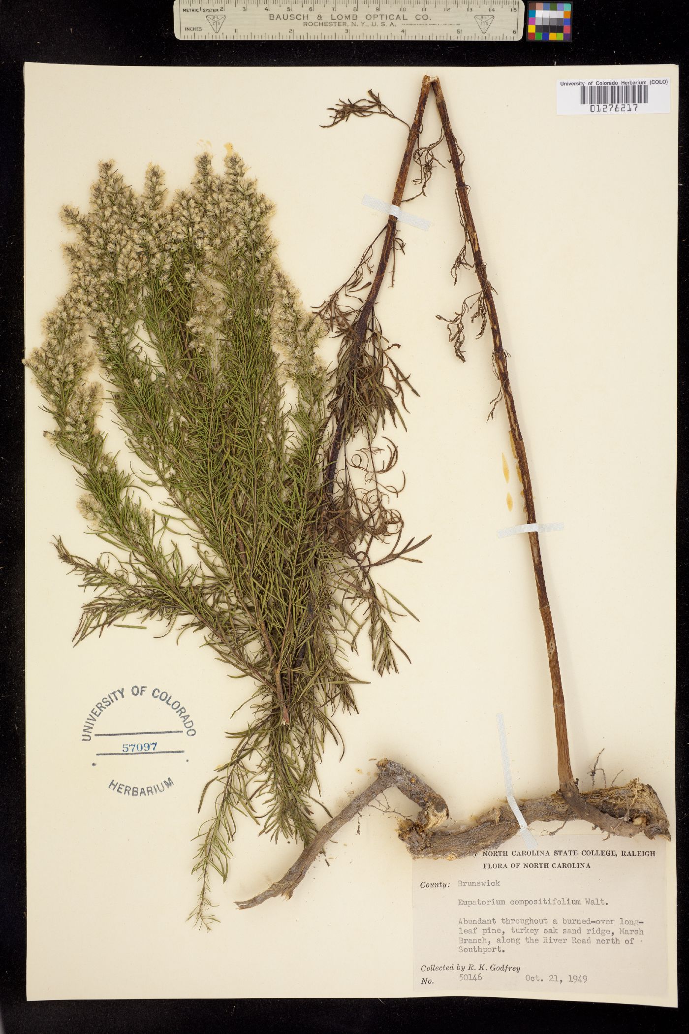 Eupatorium compositifolium image