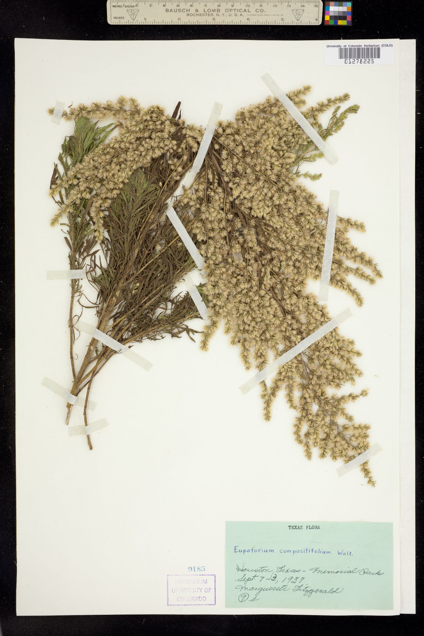 Eupatorium compositifolium image