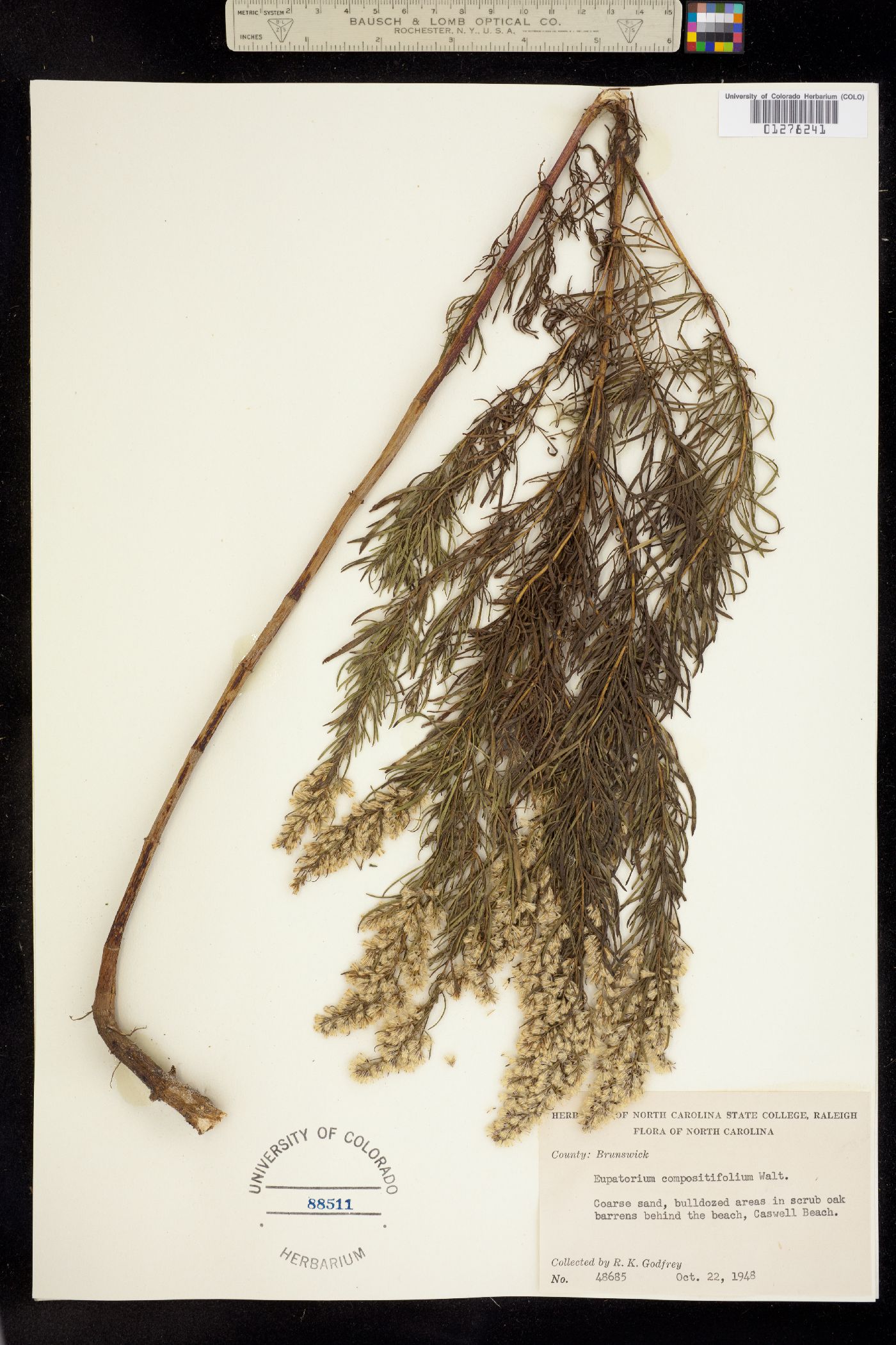 Eupatorium compositifolium image