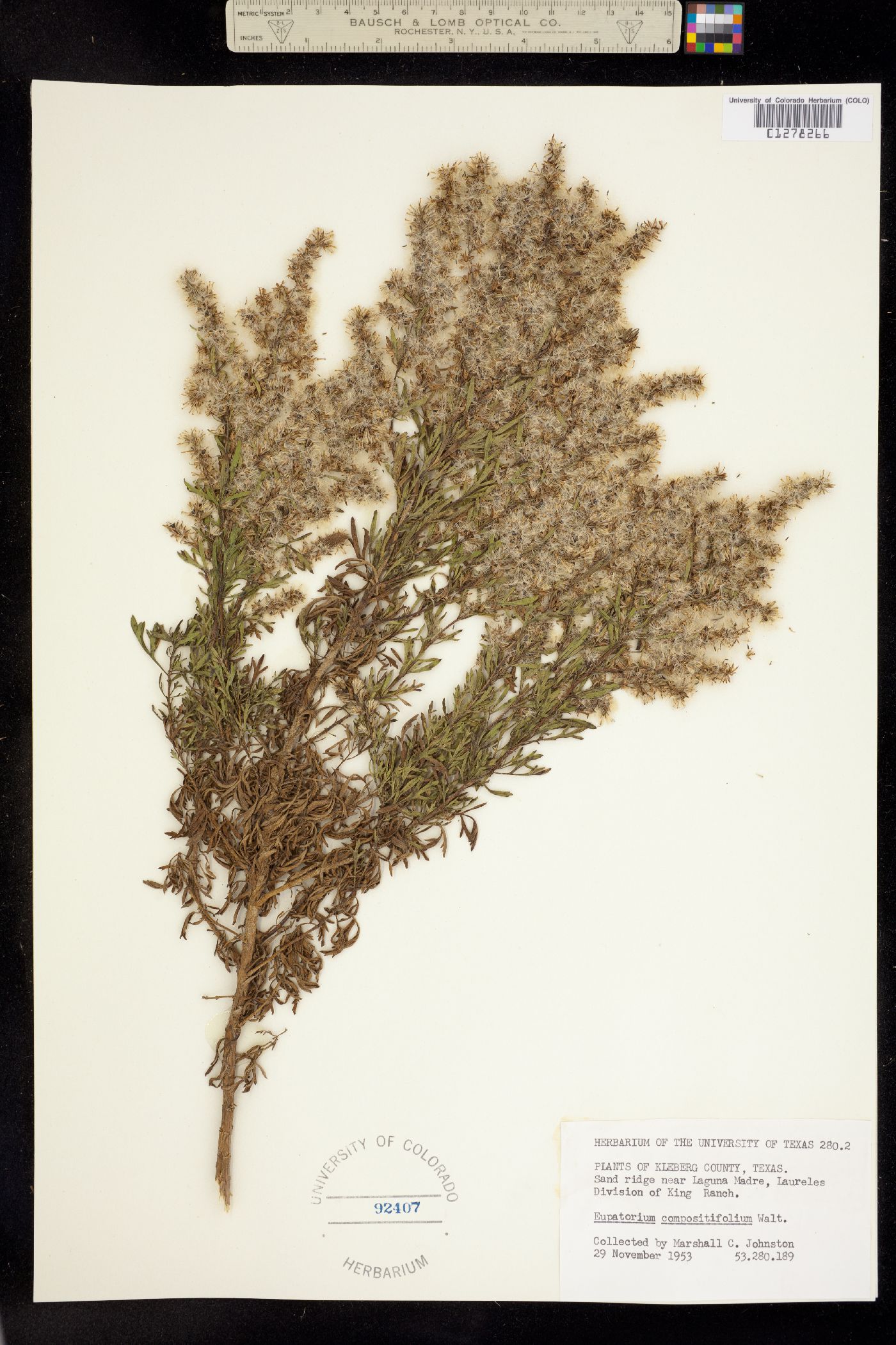 Eupatorium compositifolium image