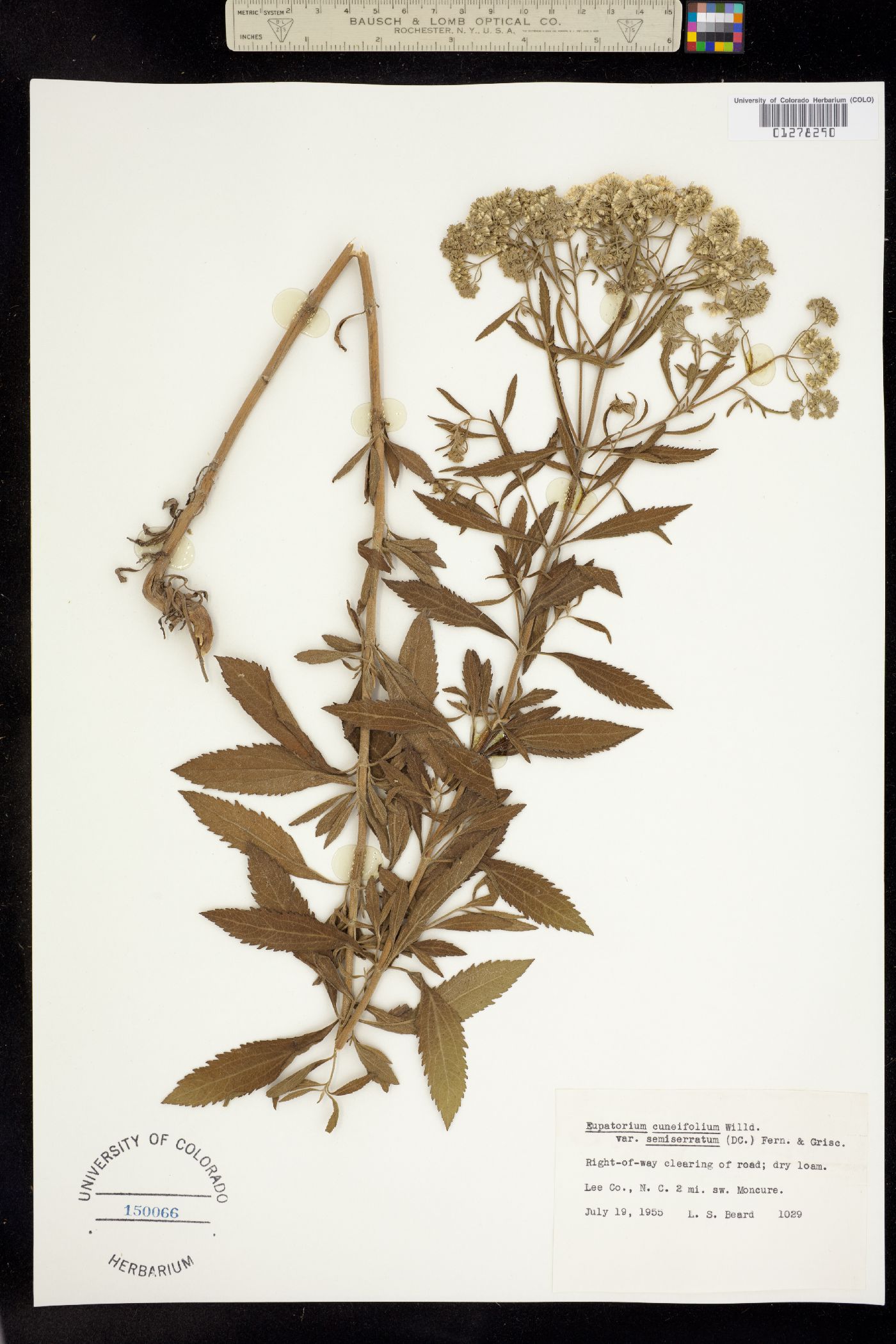 Eupatorium linearifolium image