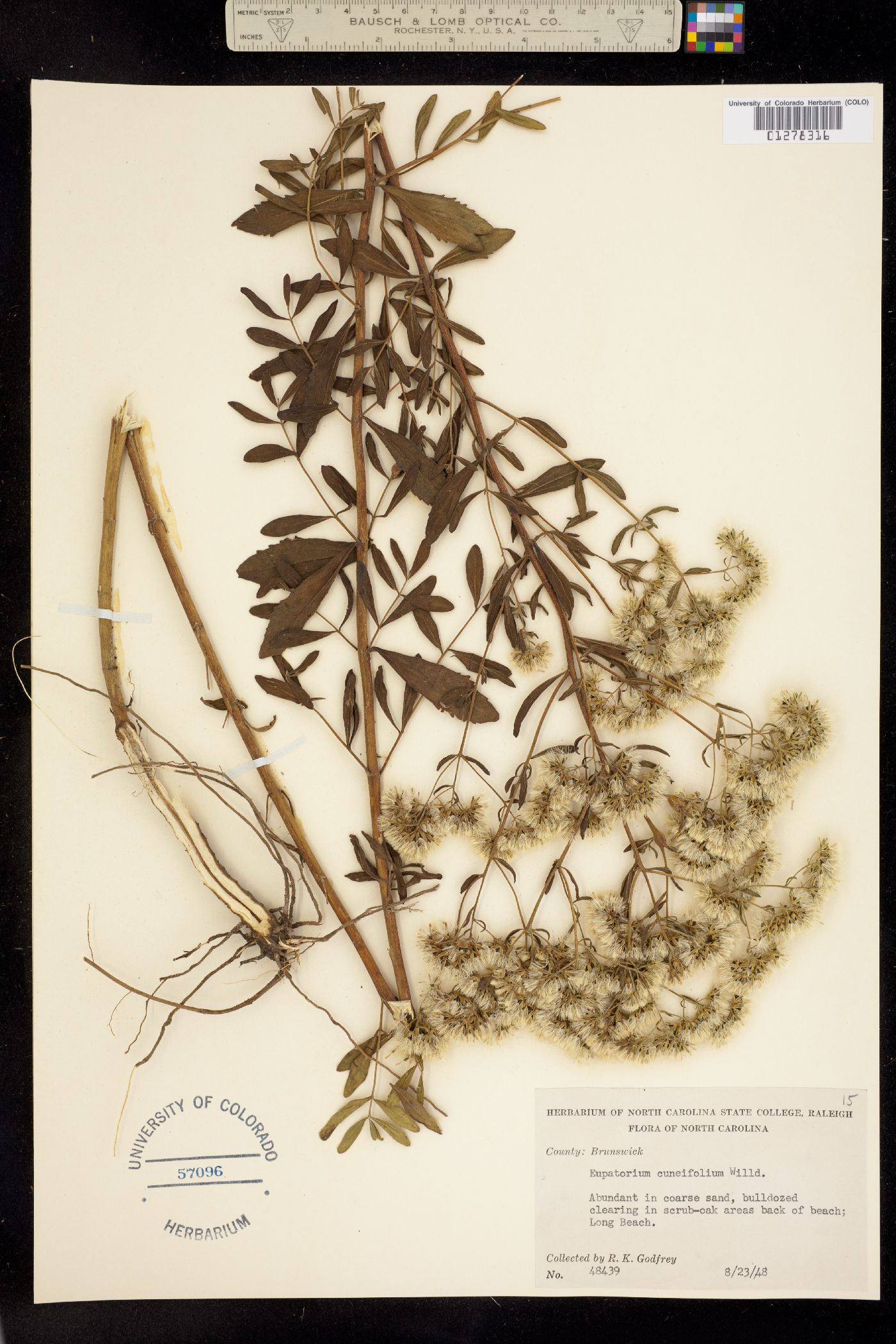 Eupatorium linearifolium image