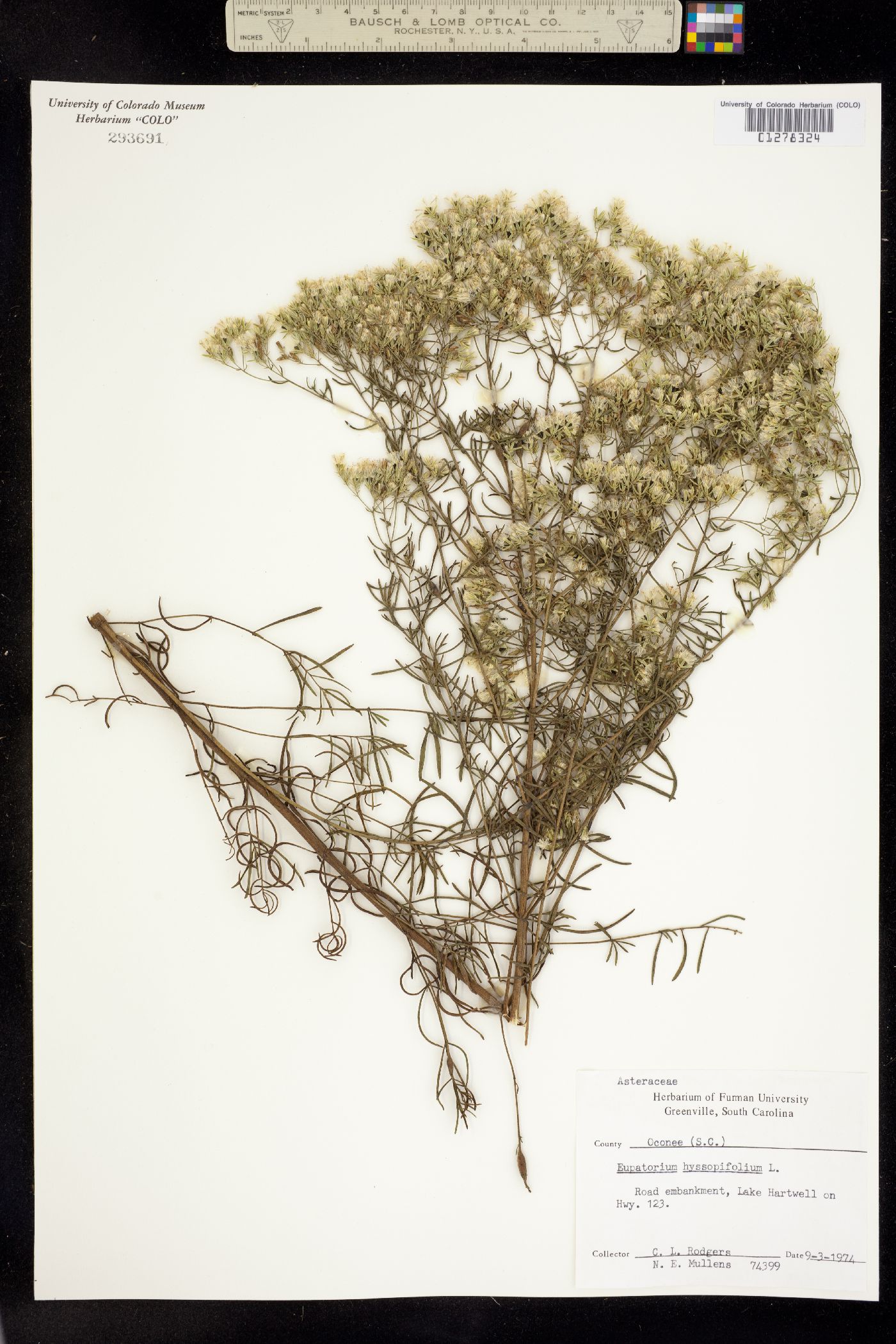 Eupatorium hyssopifolium image