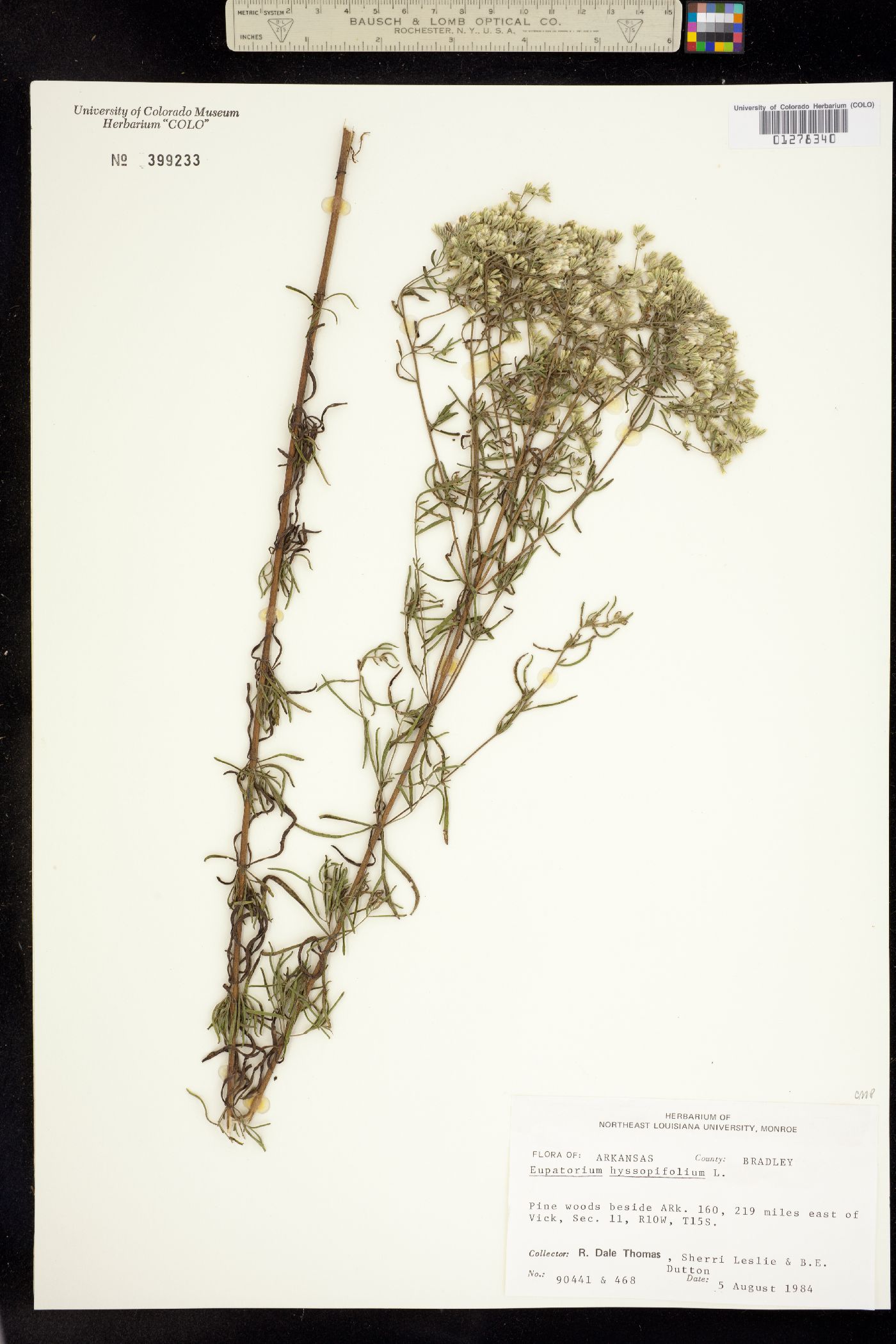 Eupatorium hyssopifolium image