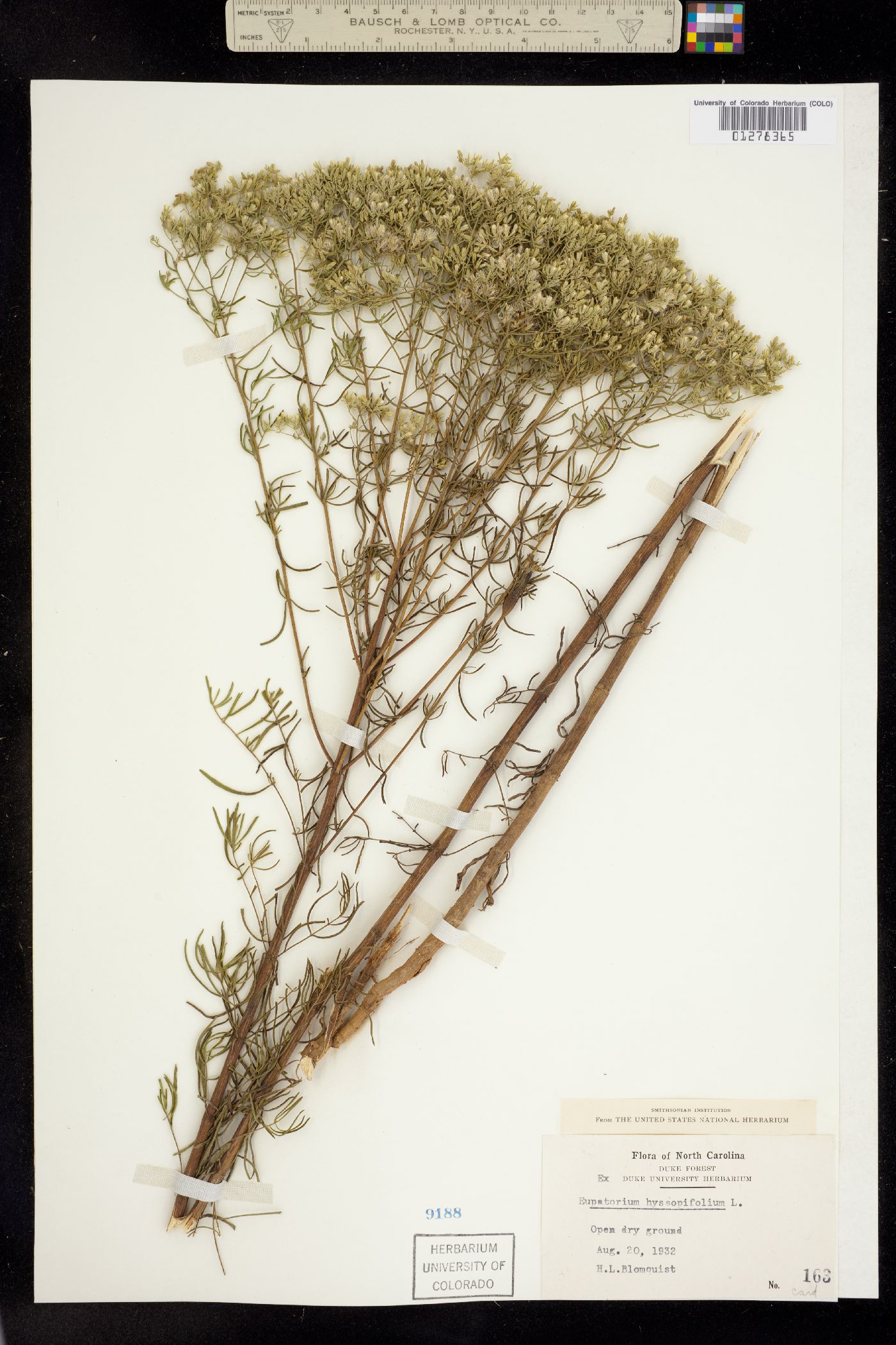 Eupatorium hyssopifolium image