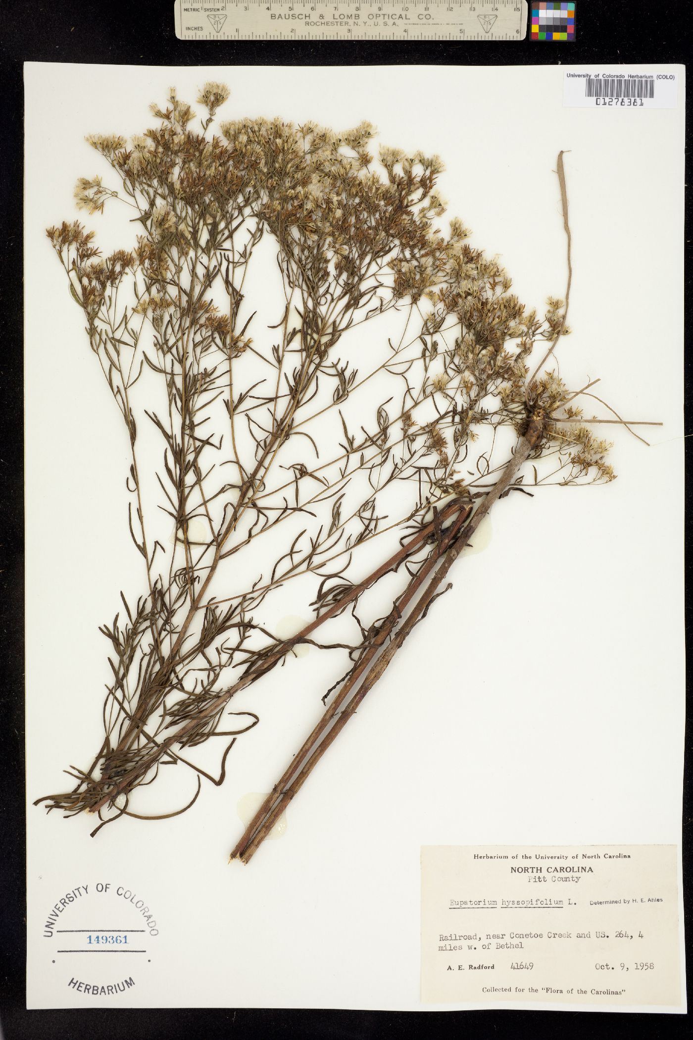 Eupatorium hyssopifolium image