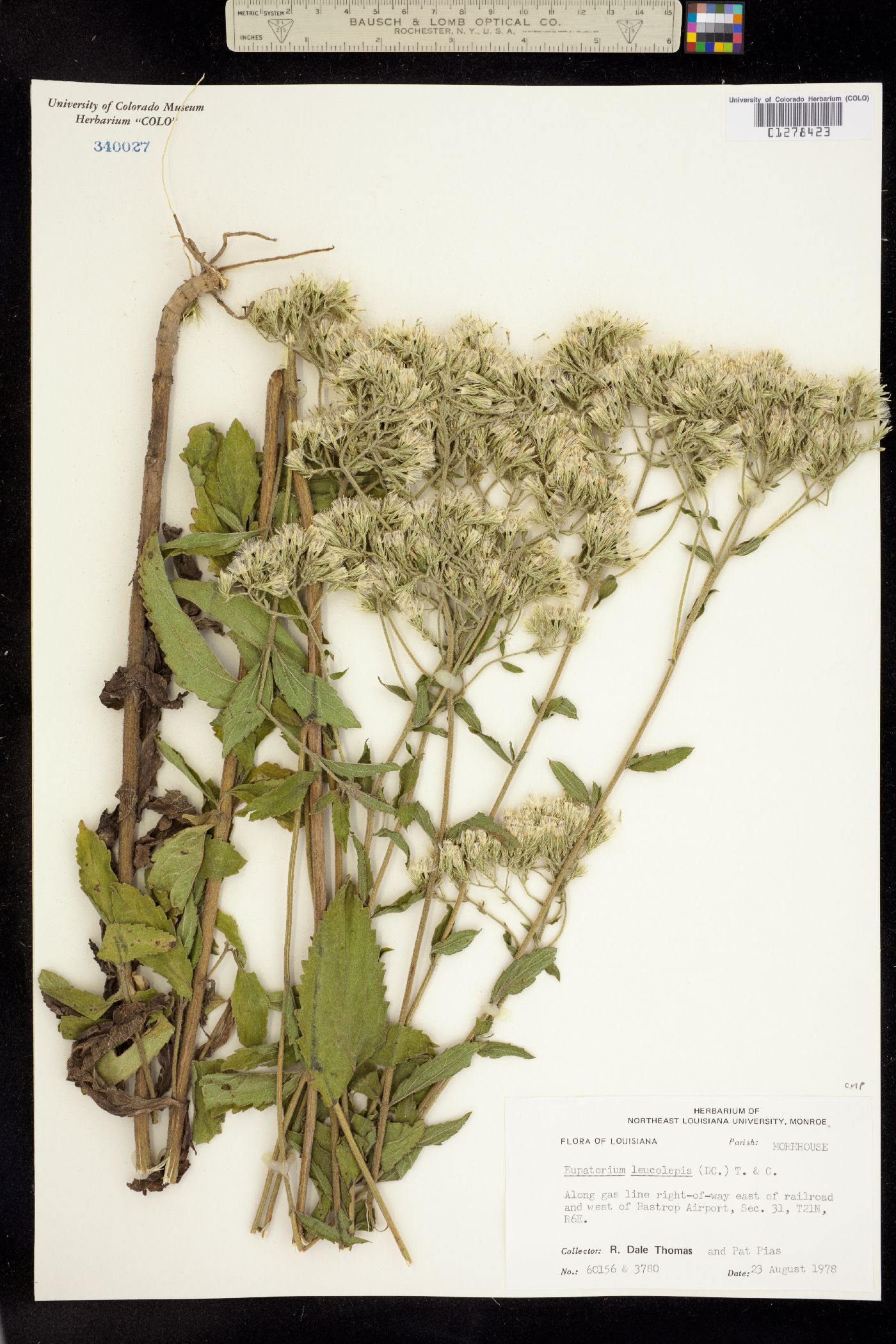 Eupatorium leucolepis image