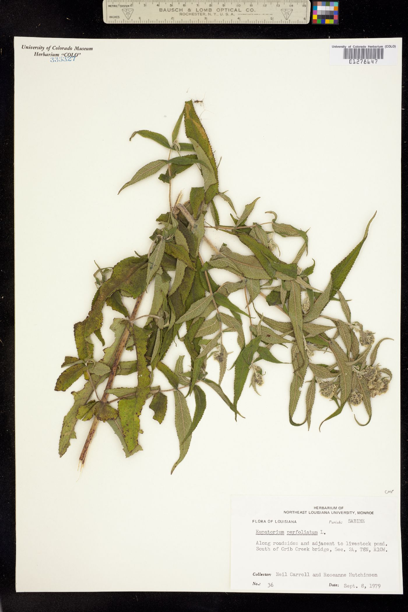 Eupatorium perfoliatum image