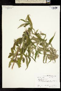 Image of Eupatorium perfoliatum