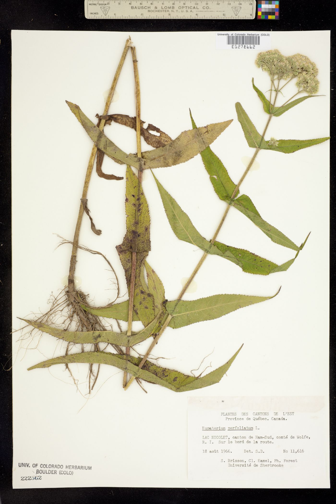 Eupatorium perfoliatum image