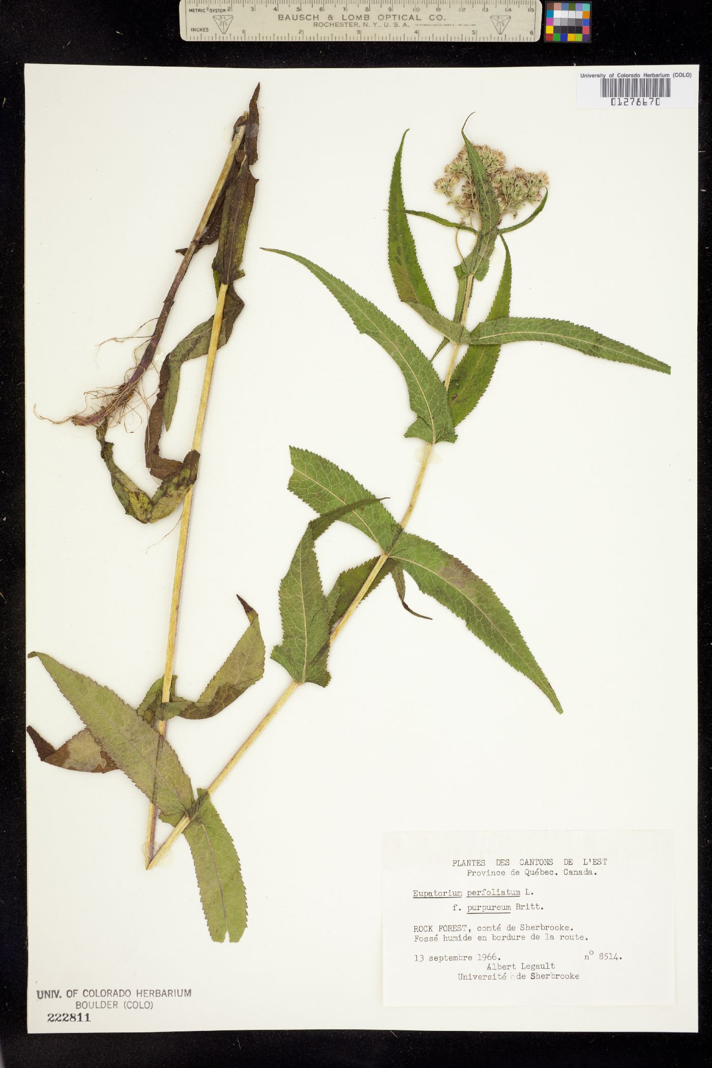 Eupatorium perfoliatum image