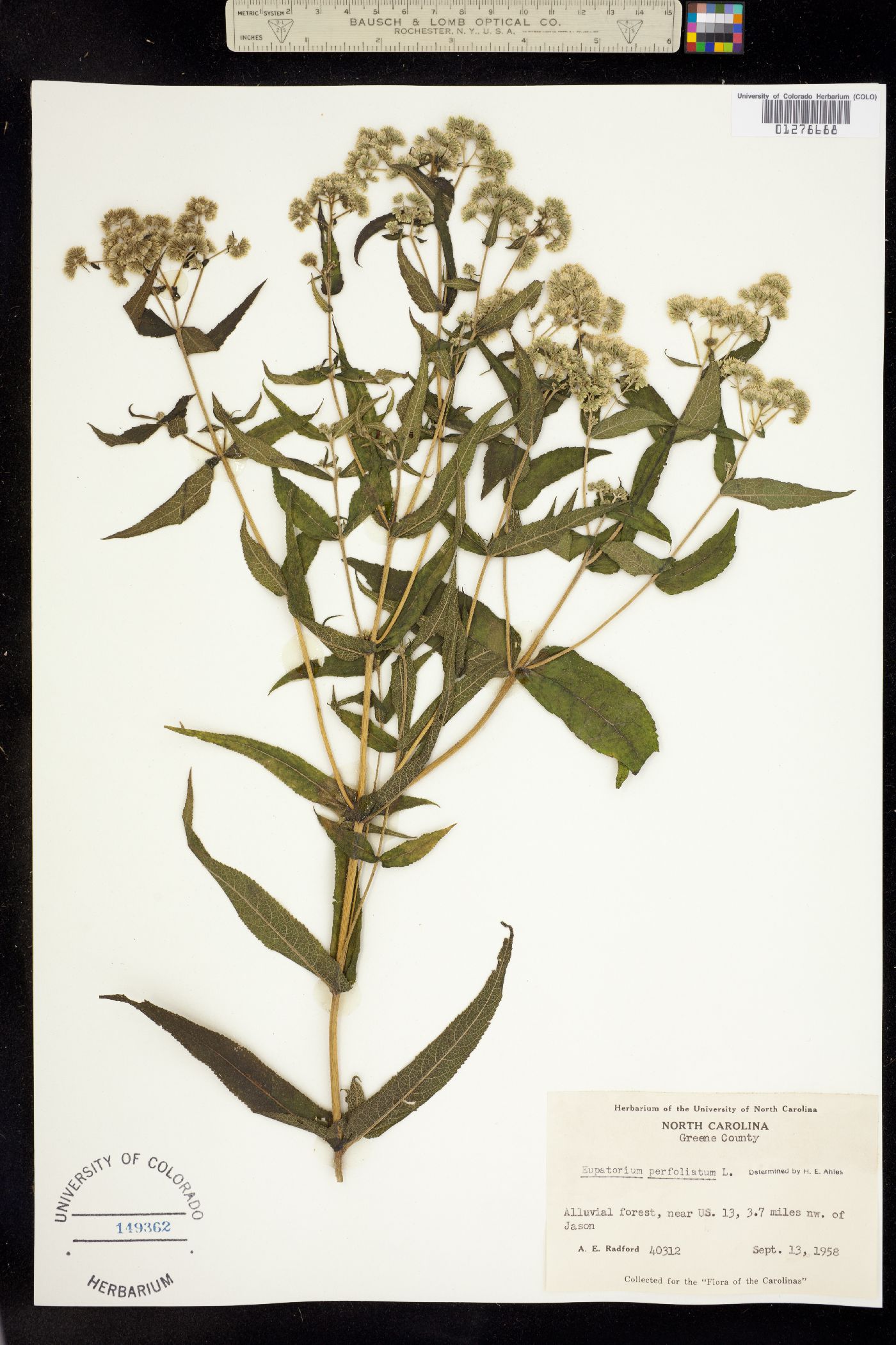 Eupatorium perfoliatum image