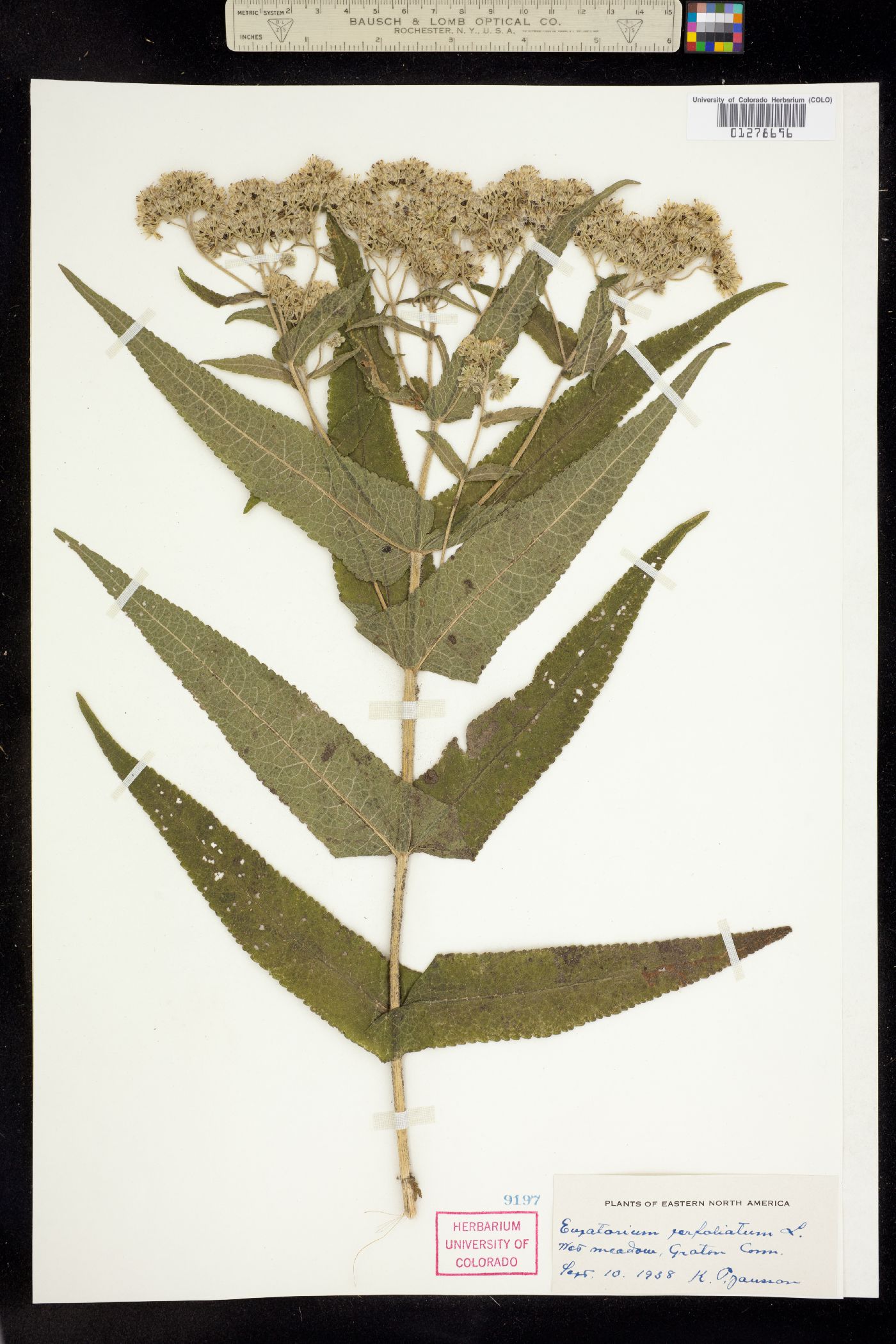 Eupatorium perfoliatum image