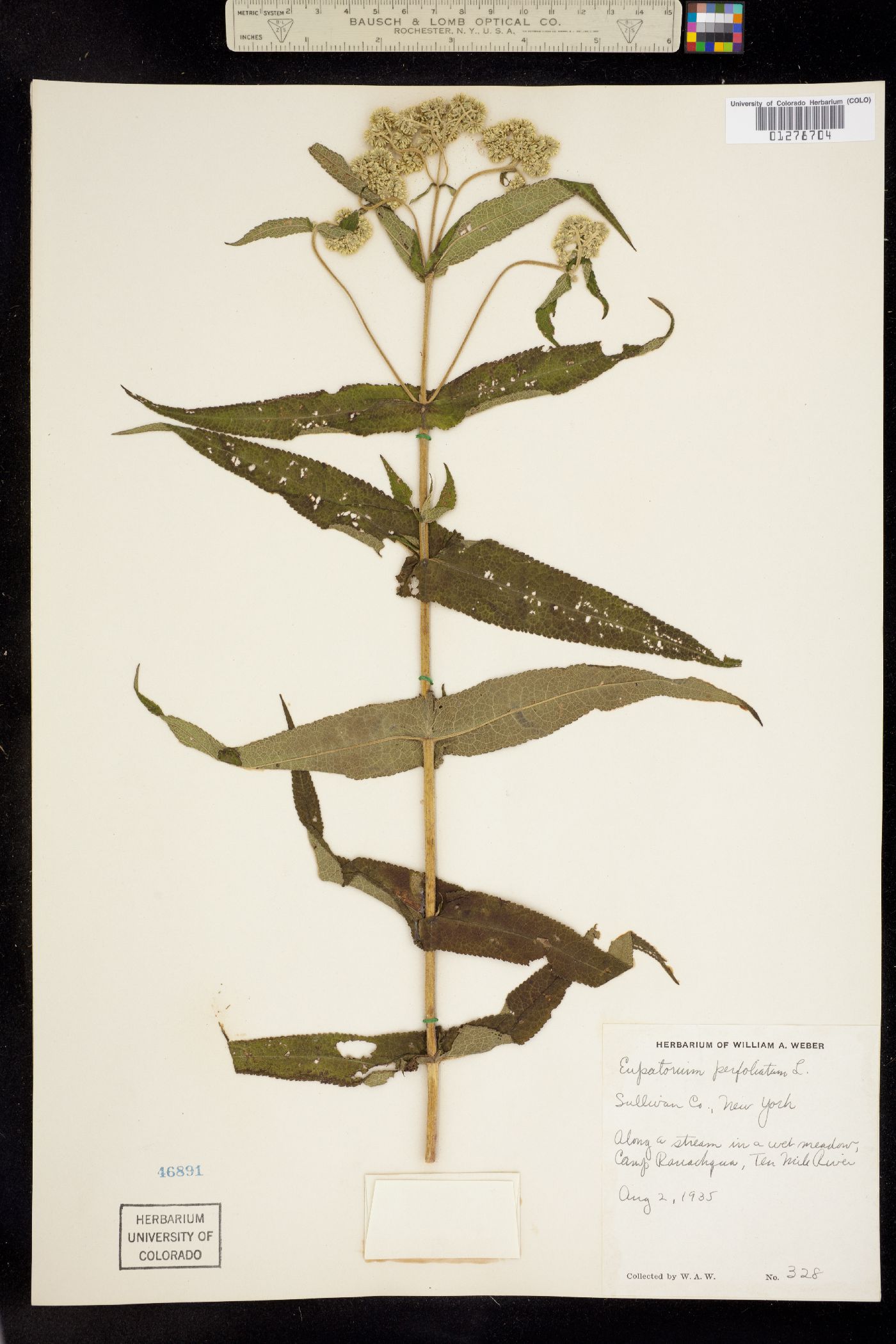 Eupatorium perfoliatum image