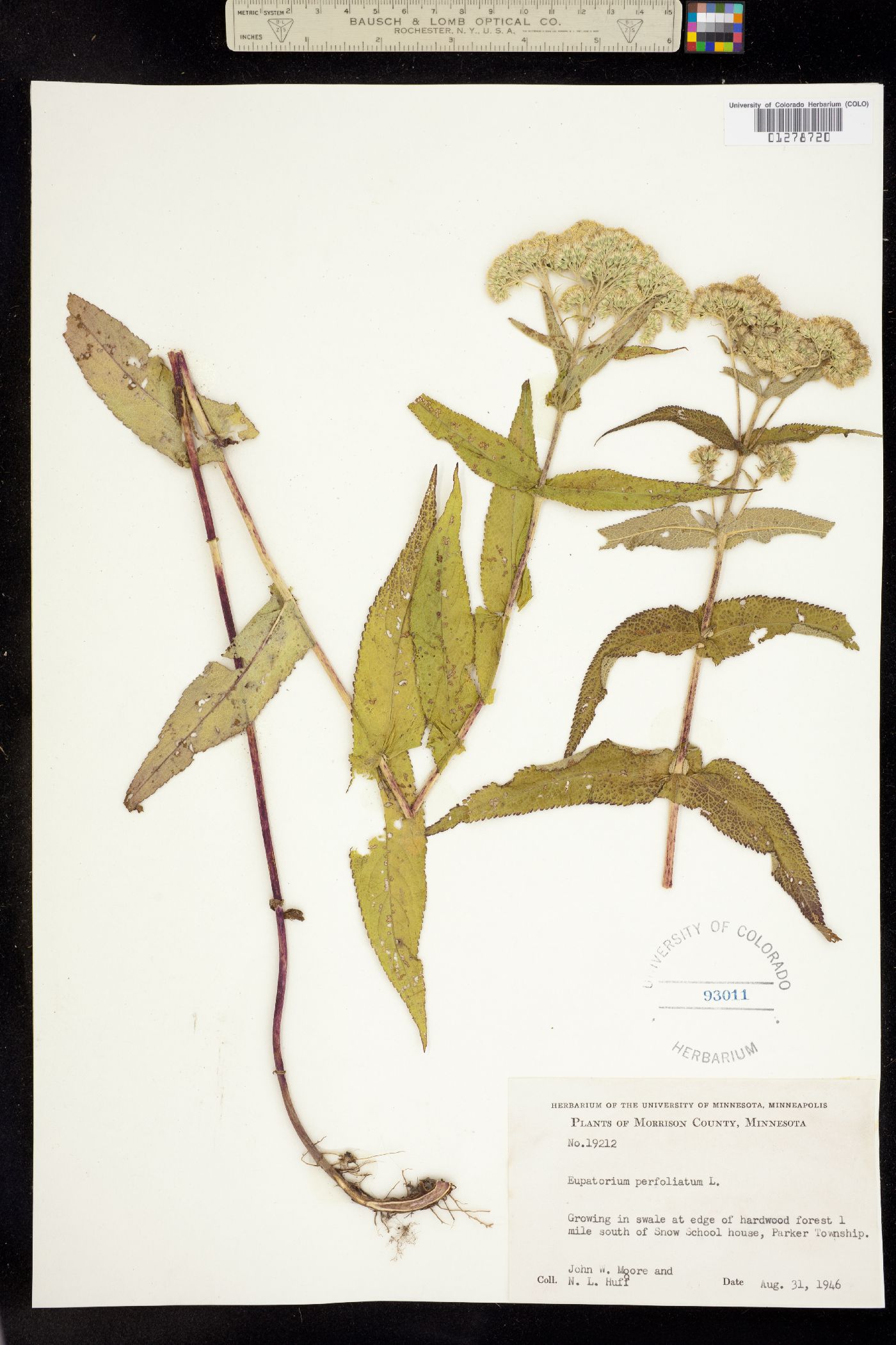 Eupatorium perfoliatum image