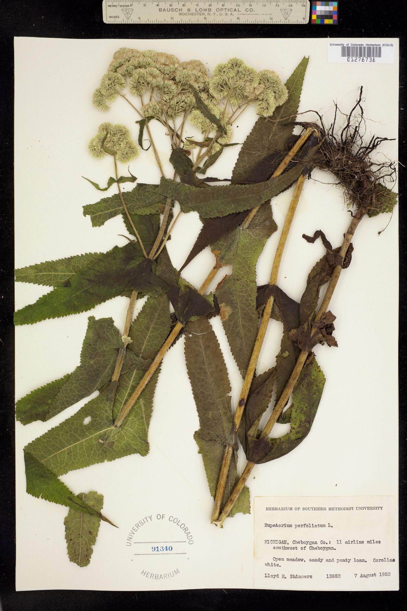 Eupatorium perfoliatum image