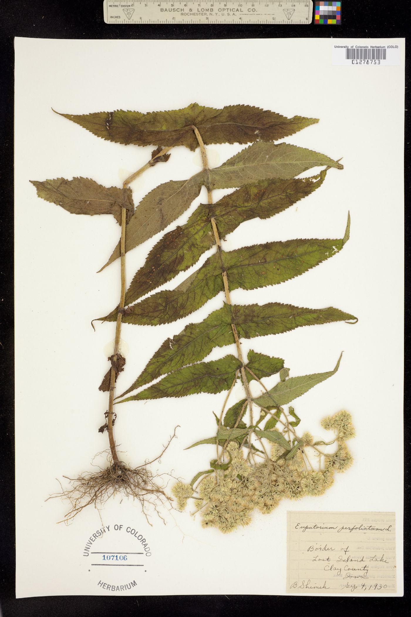 Eupatorium perfoliatum image
