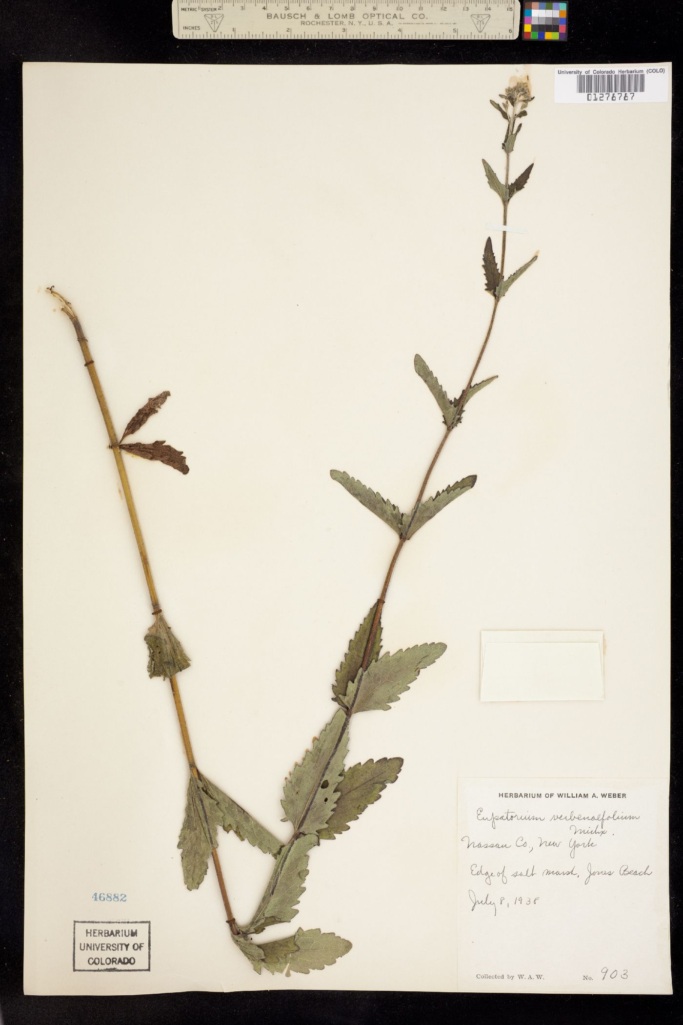 Eupatorium pilosum image