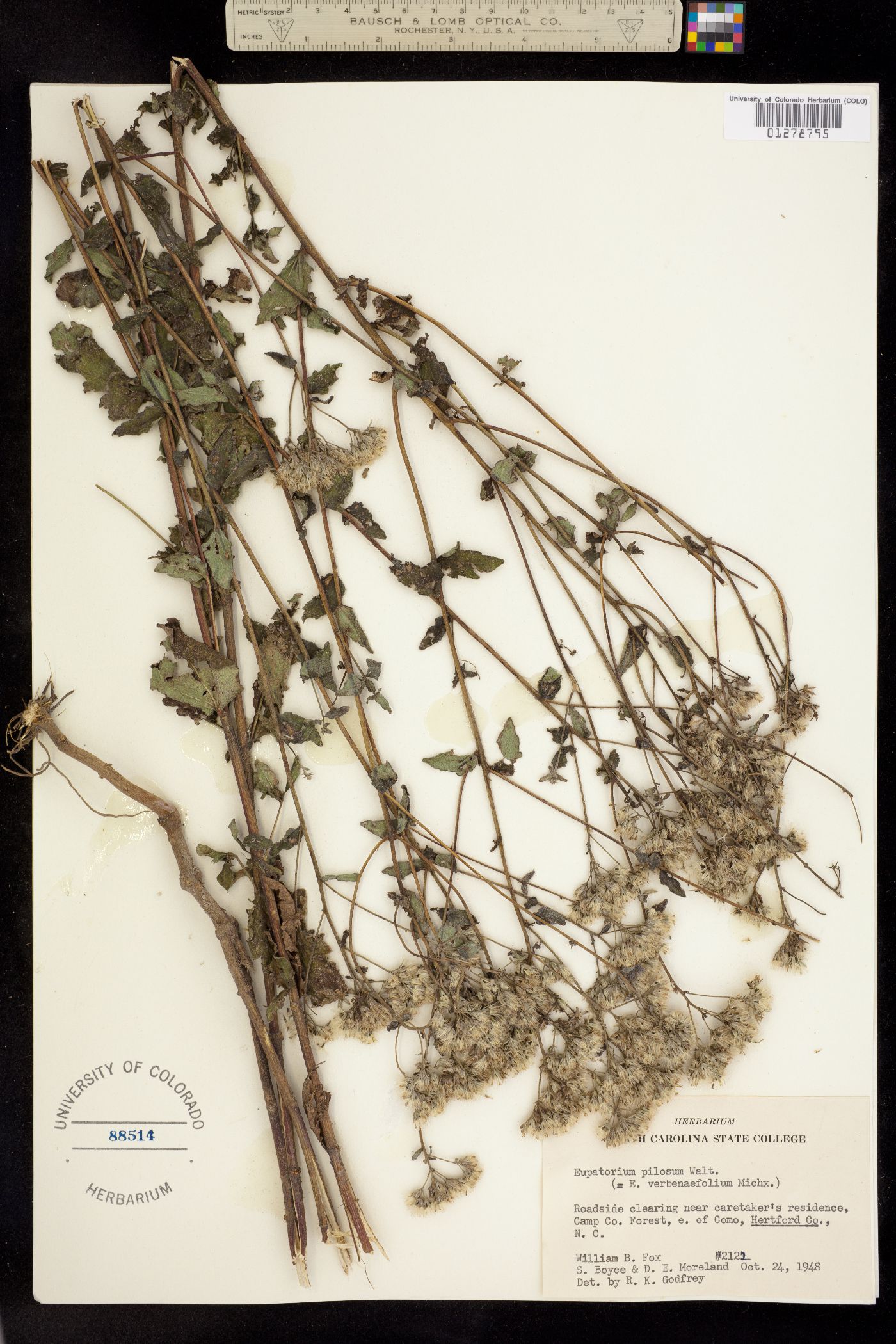 Eupatorium pilosum image