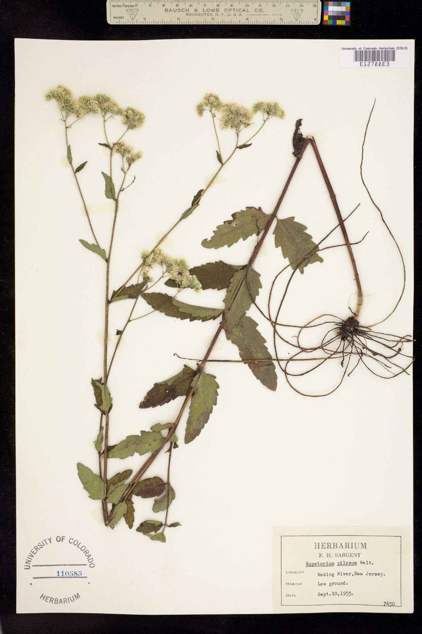 Eupatorium pilosum image