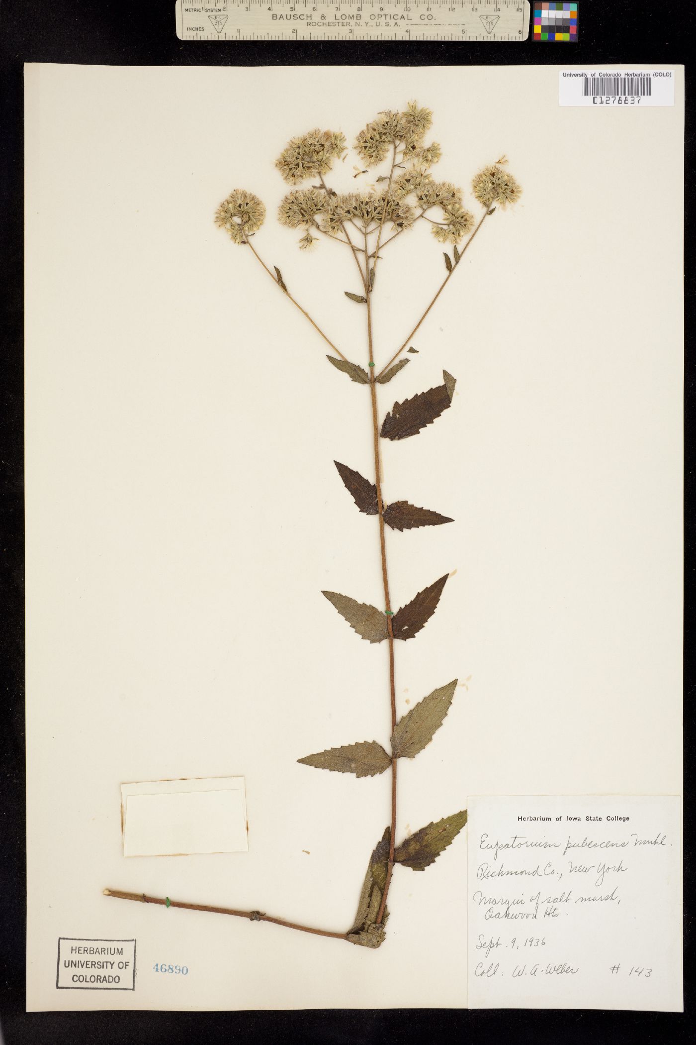 Eupatorium pubescens image