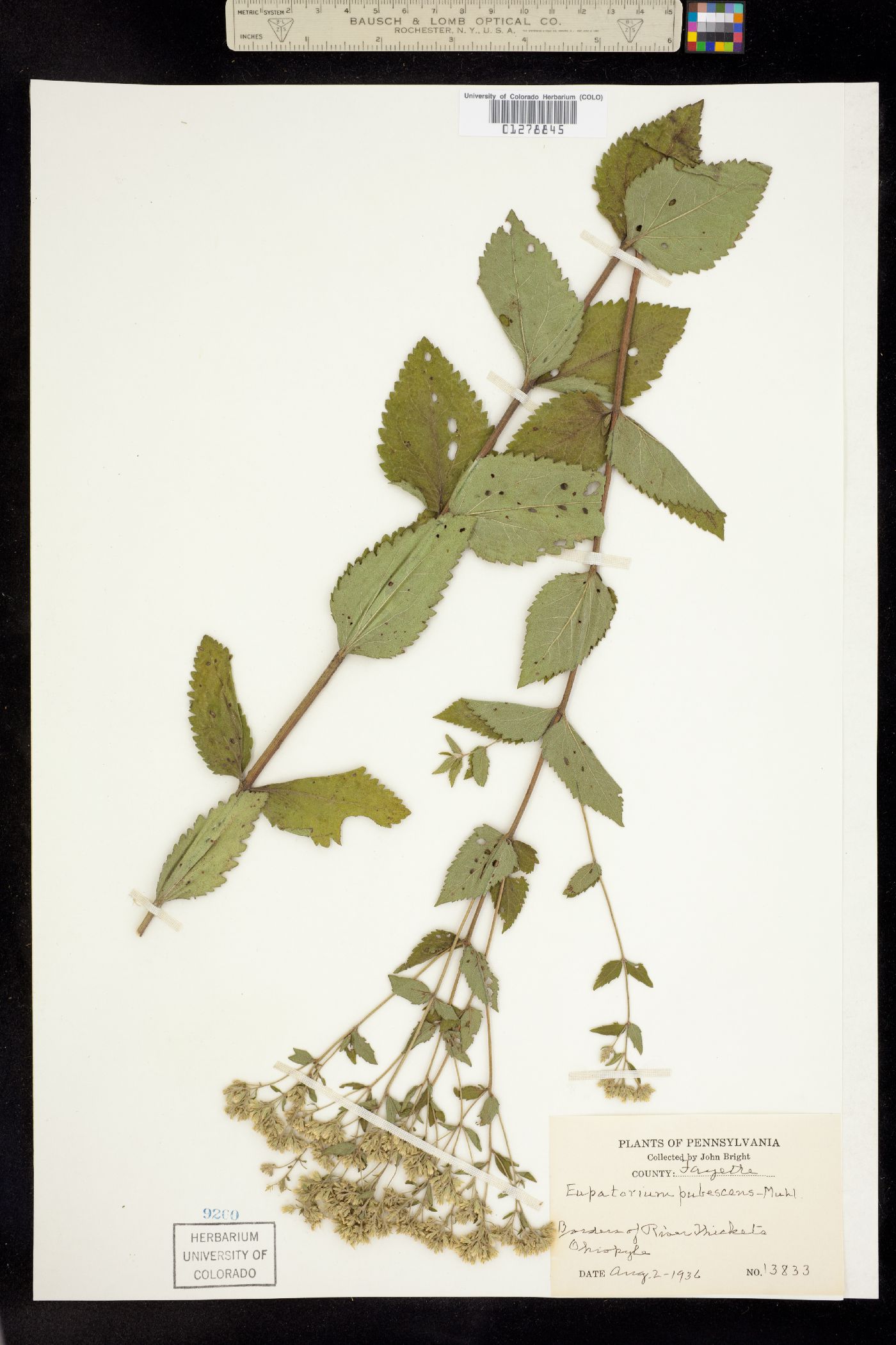 Eupatorium pubescens image