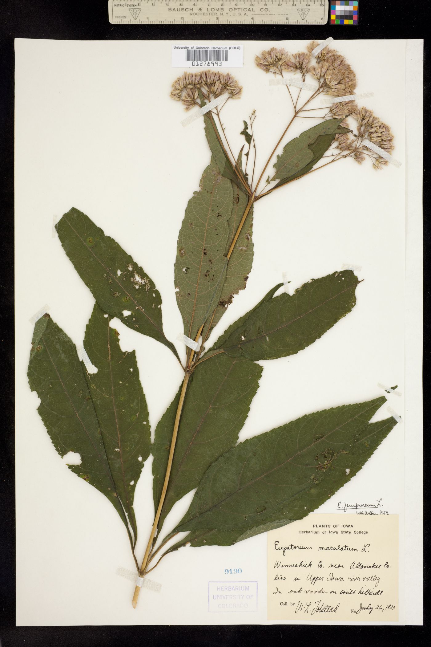 Eupatorium purpureum image