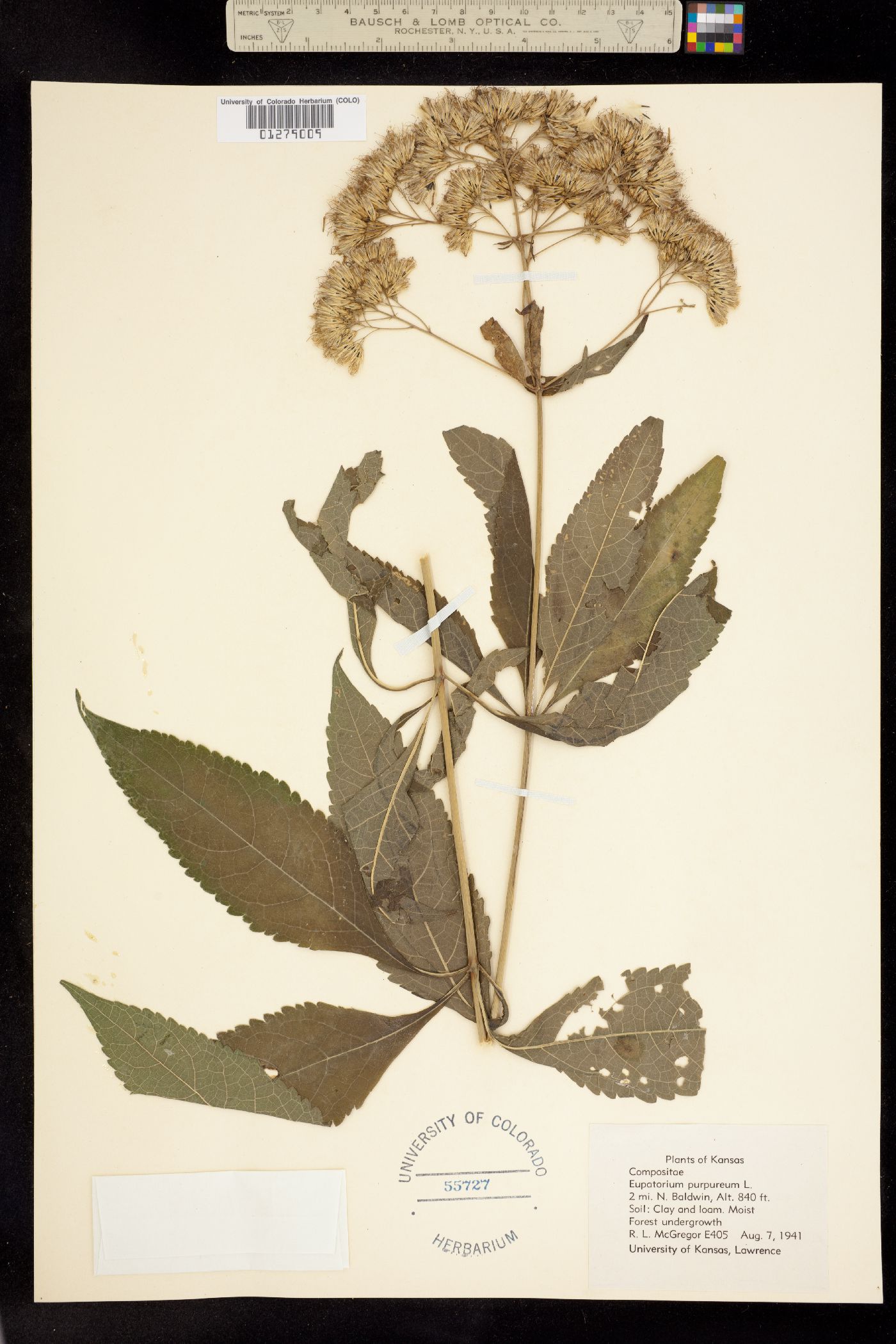 Eupatorium purpureum image