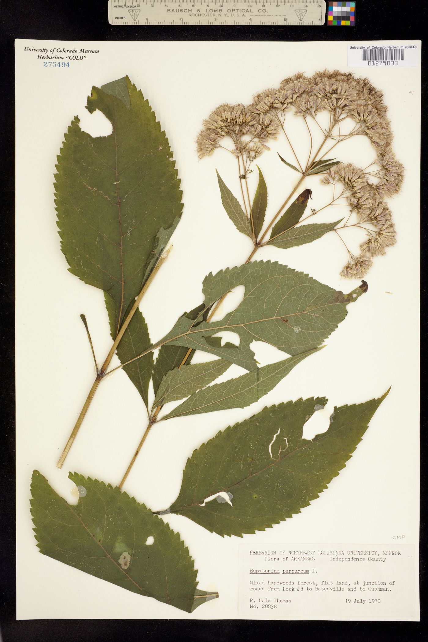 Eupatorium purpureum image