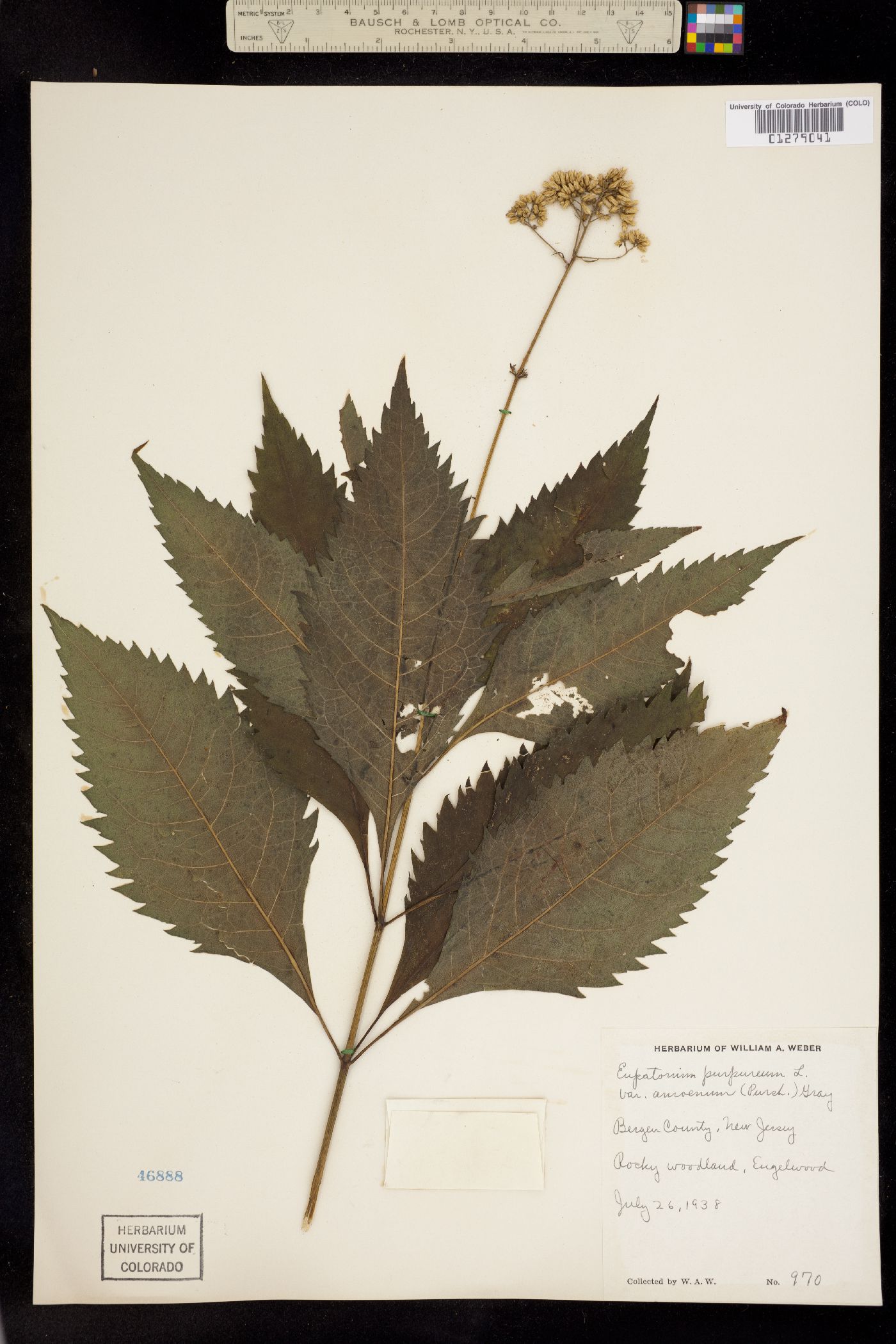 Eupatorium purpureum image