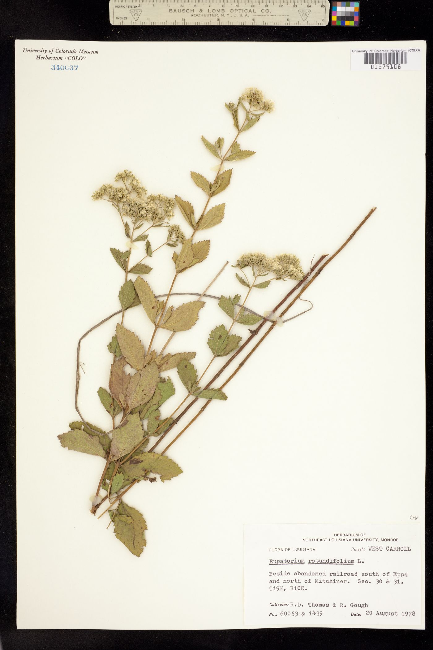 Eupatorium rotundifolium image