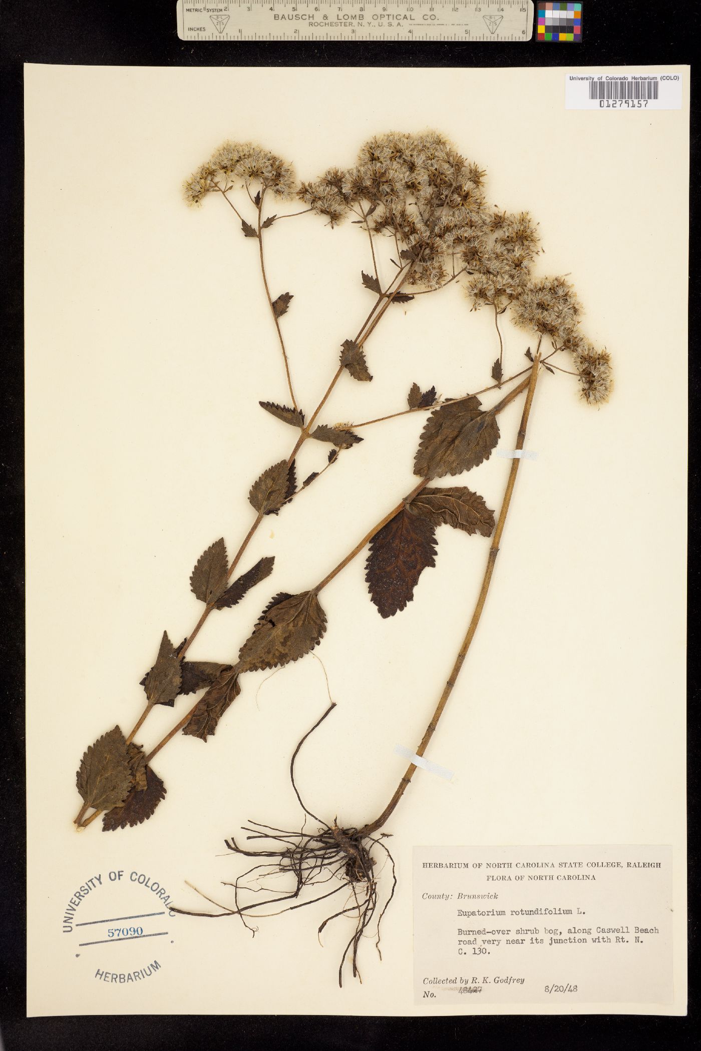Eupatorium rotundifolium image