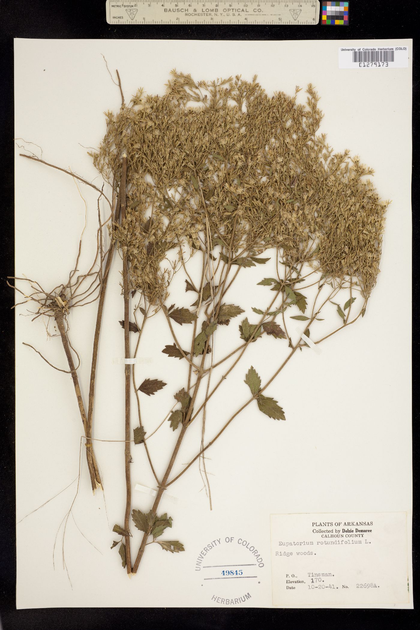 Eupatorium rotundifolium image