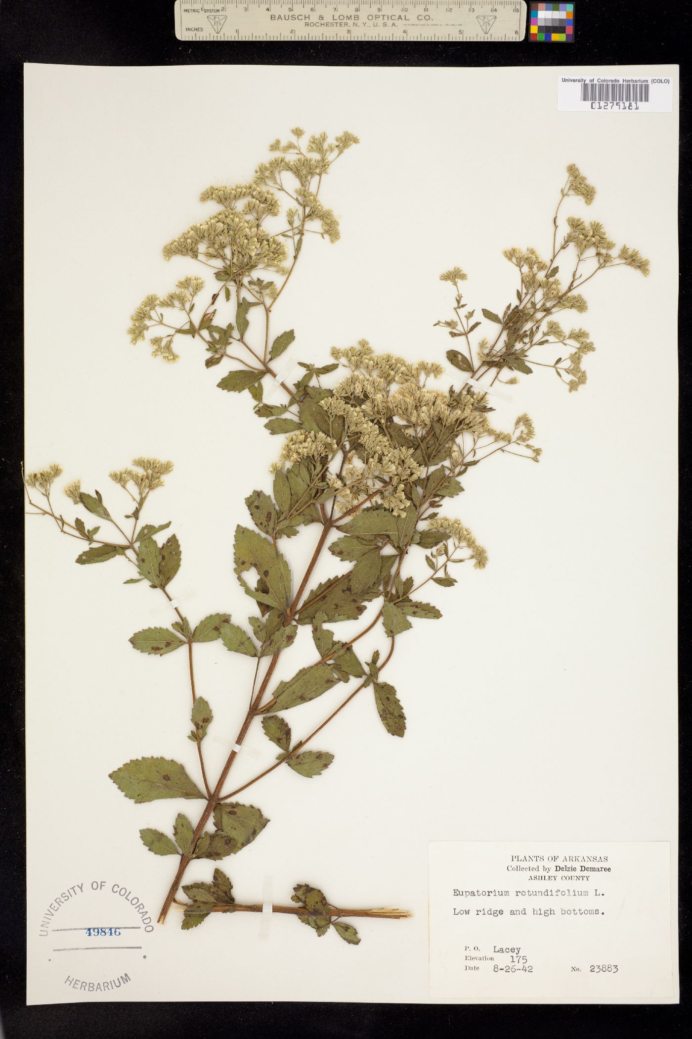 Eupatorium rotundifolium image