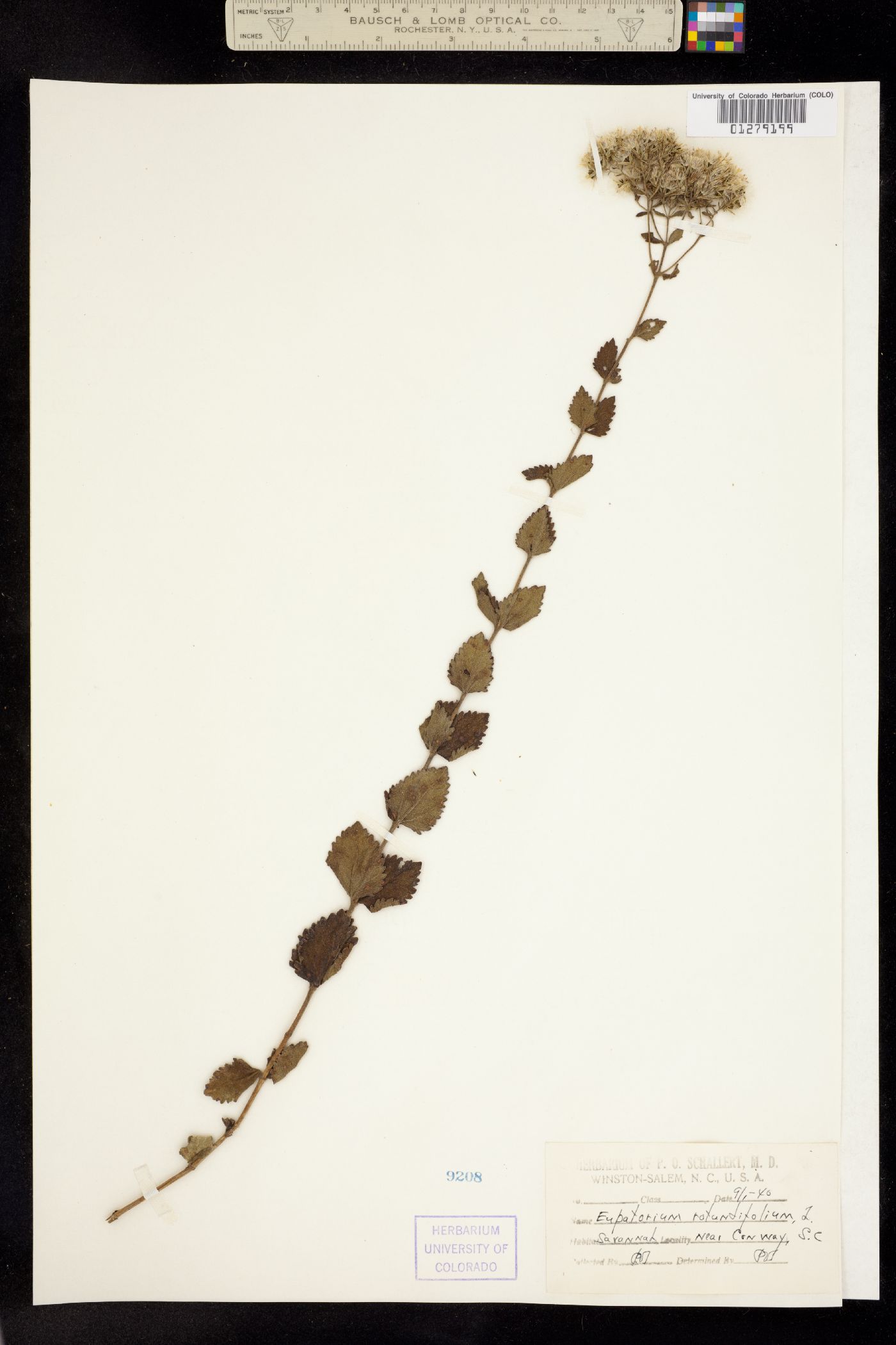 Eupatorium rotundifolium image