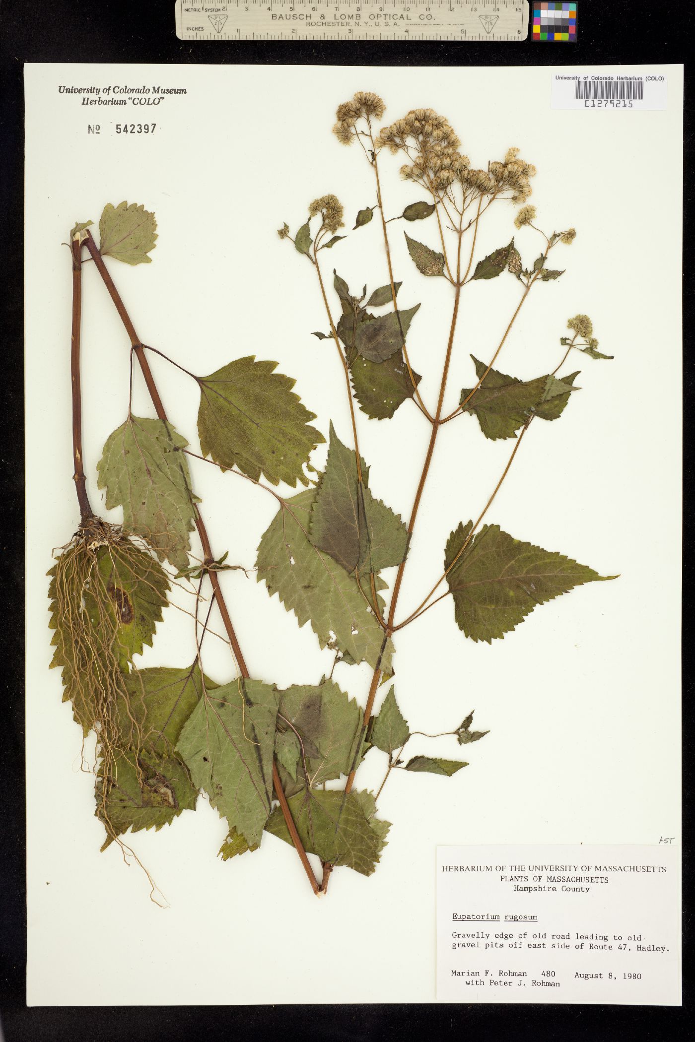 Eupatorium rugosum image