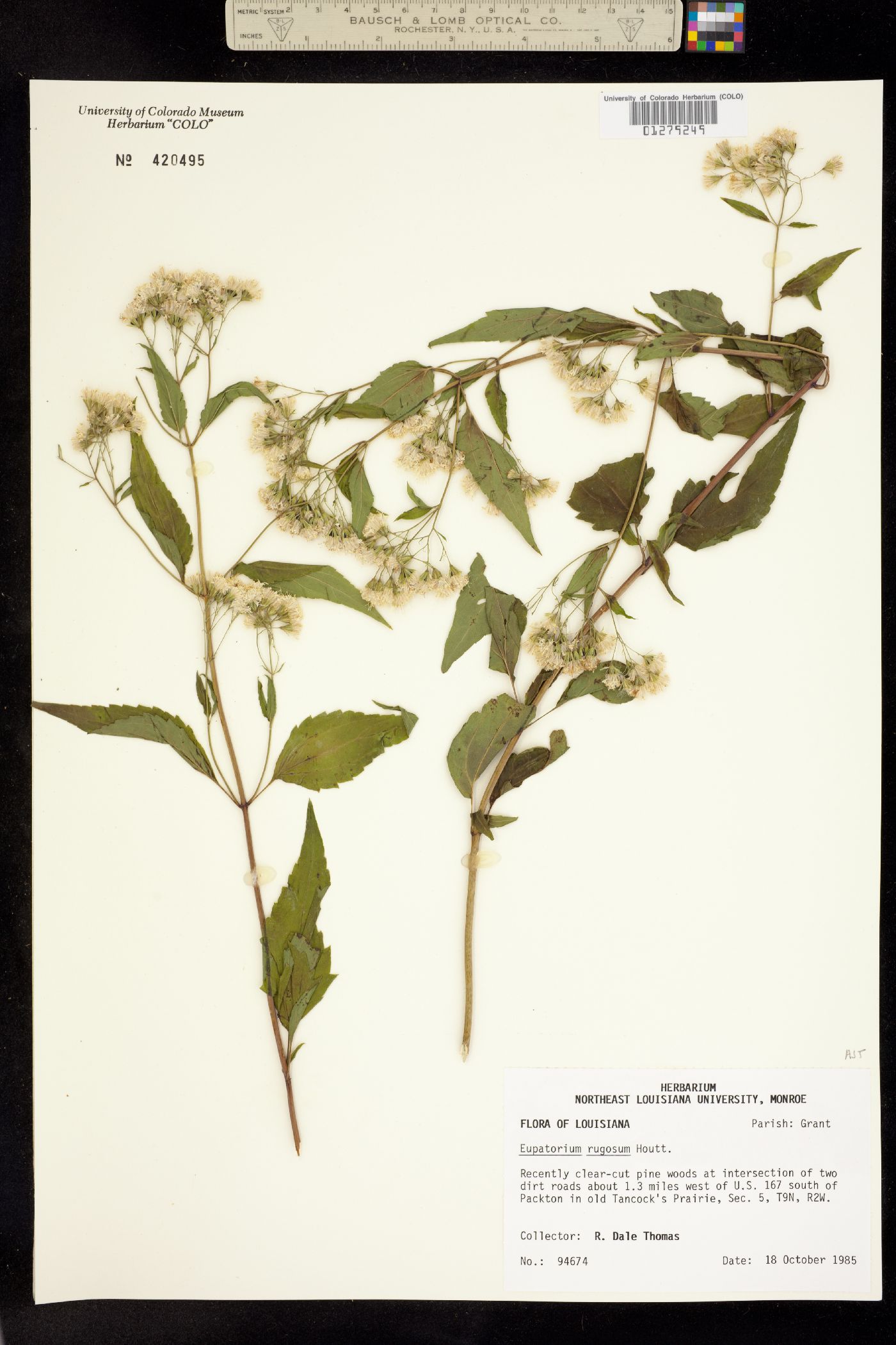 Eupatorium rugosum image