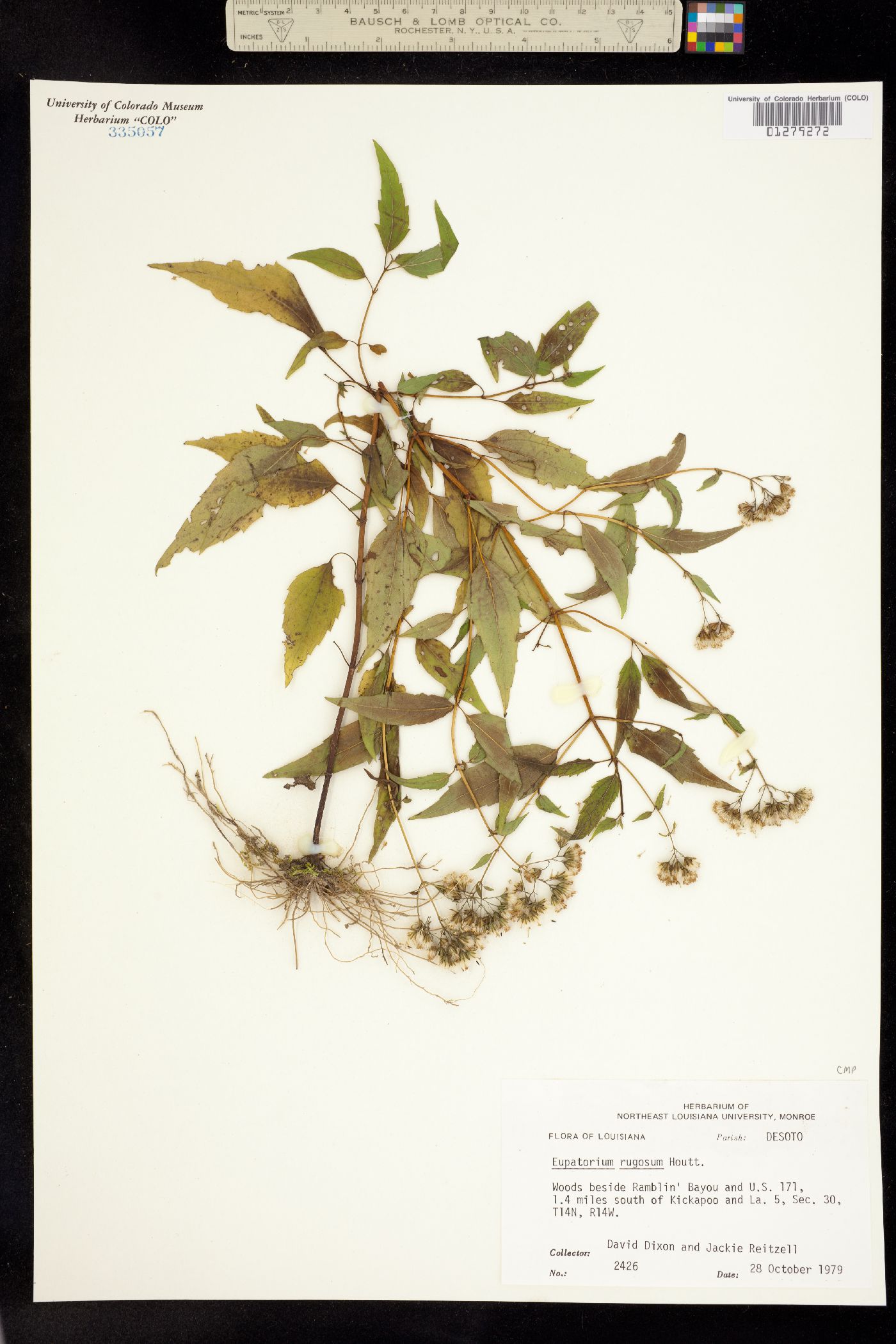 Eupatorium rugosum image