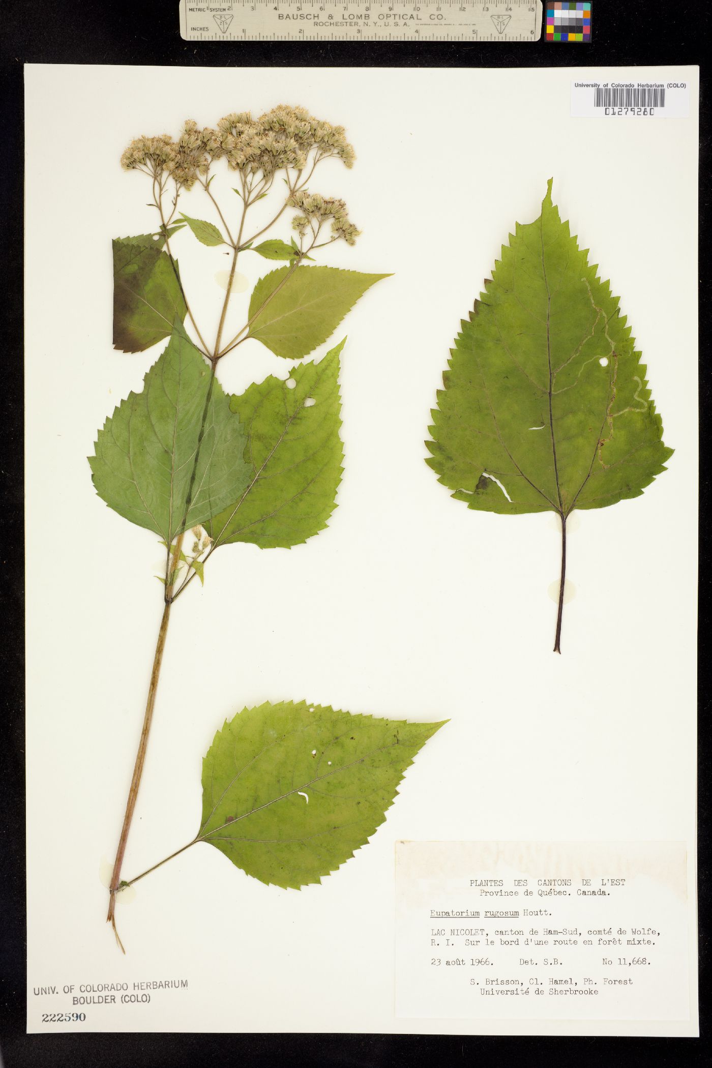 Eupatorium rugosum image