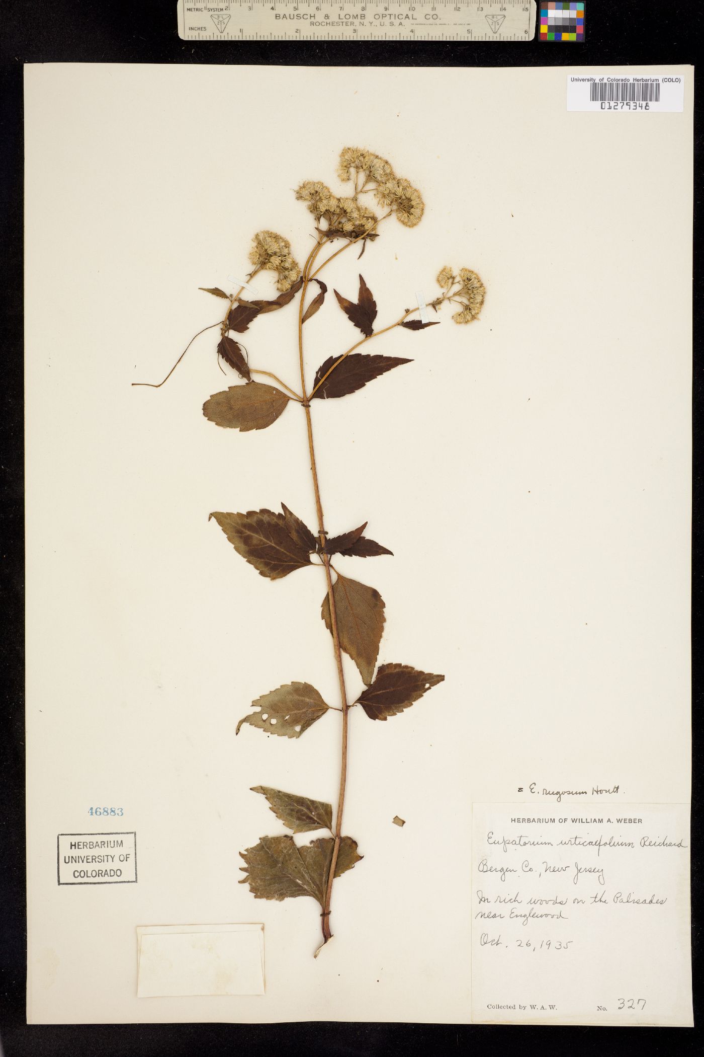 Eupatorium rugosum image