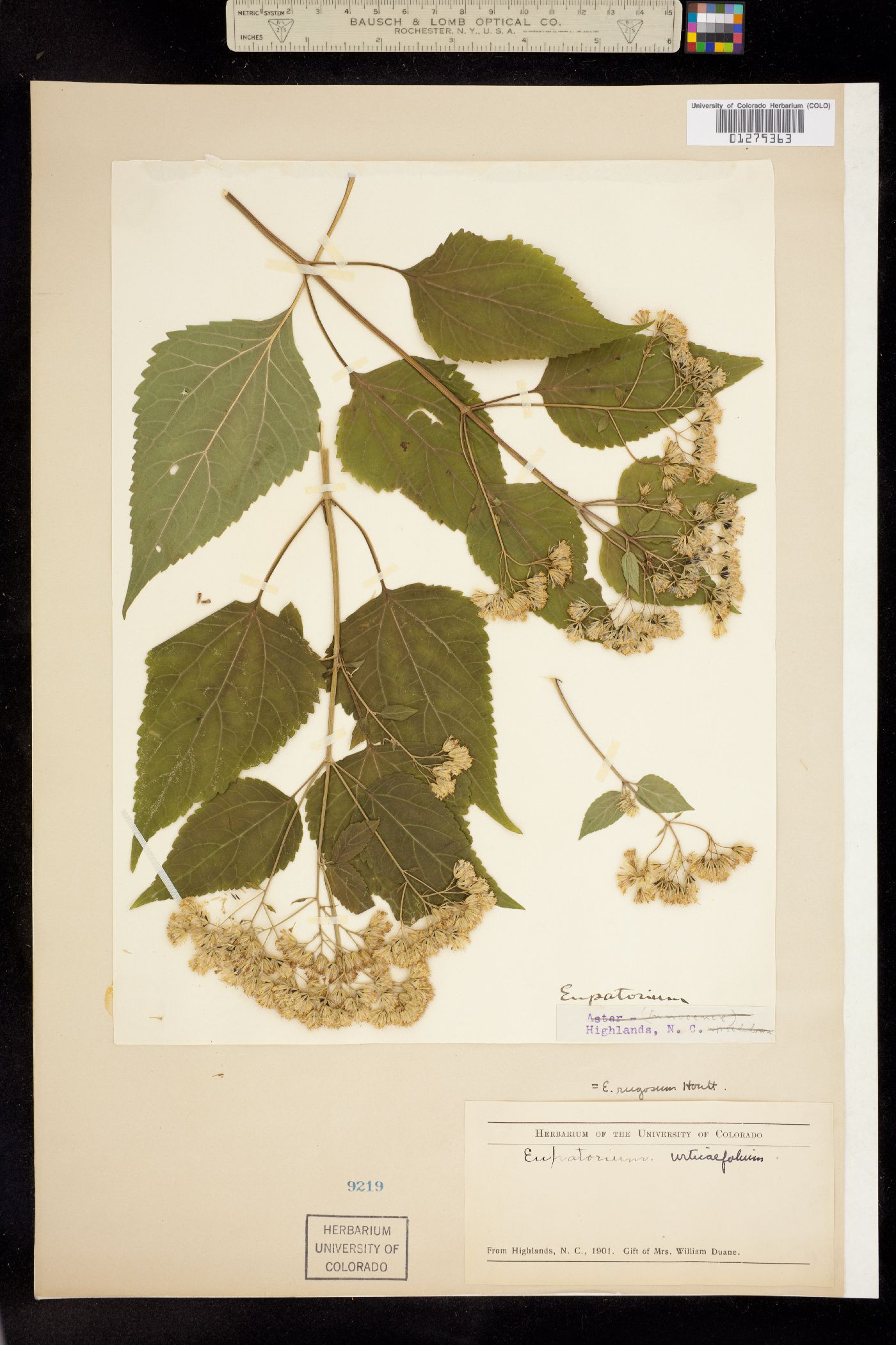 Eupatorium rugosum image