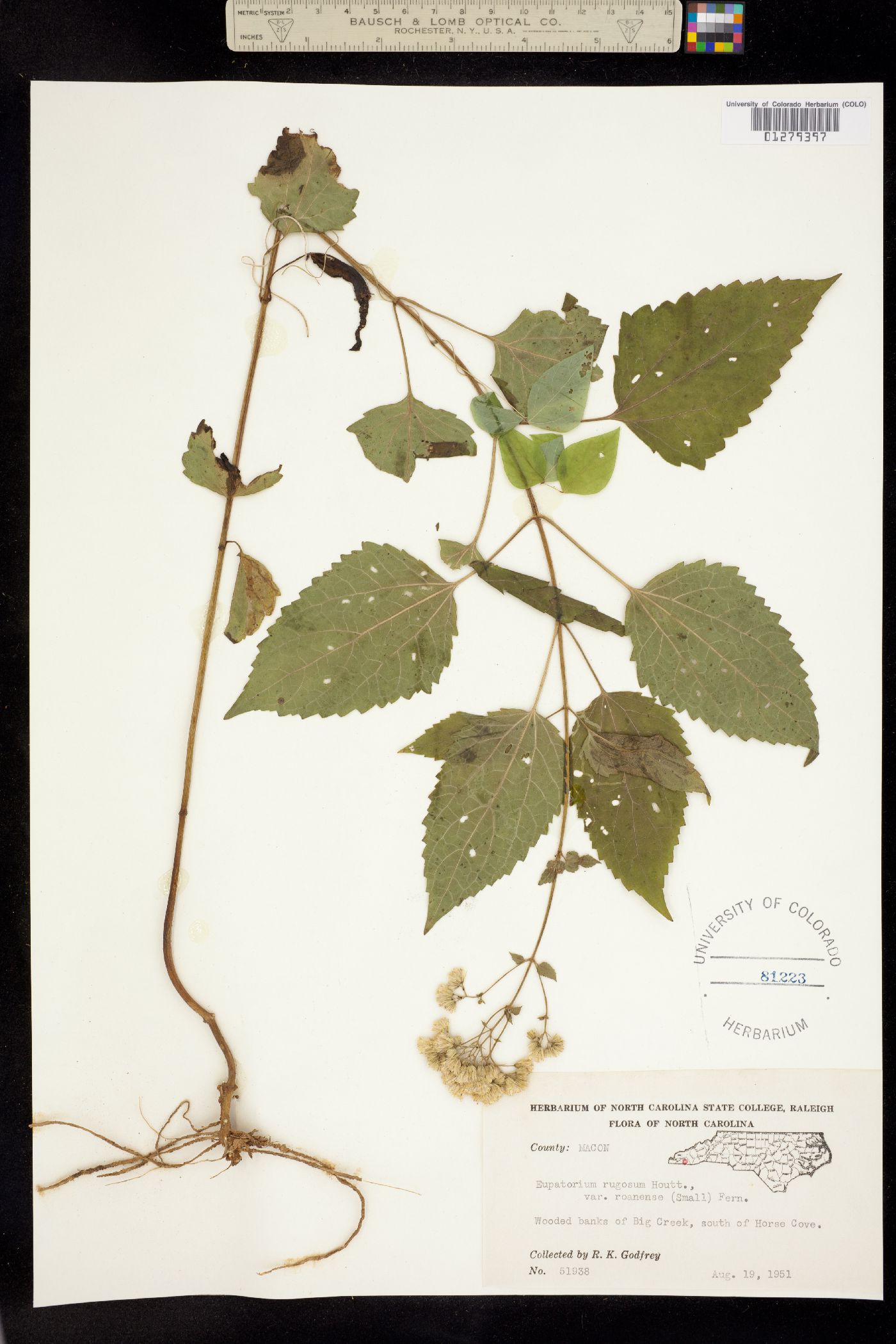 Eupatorium rugosum image