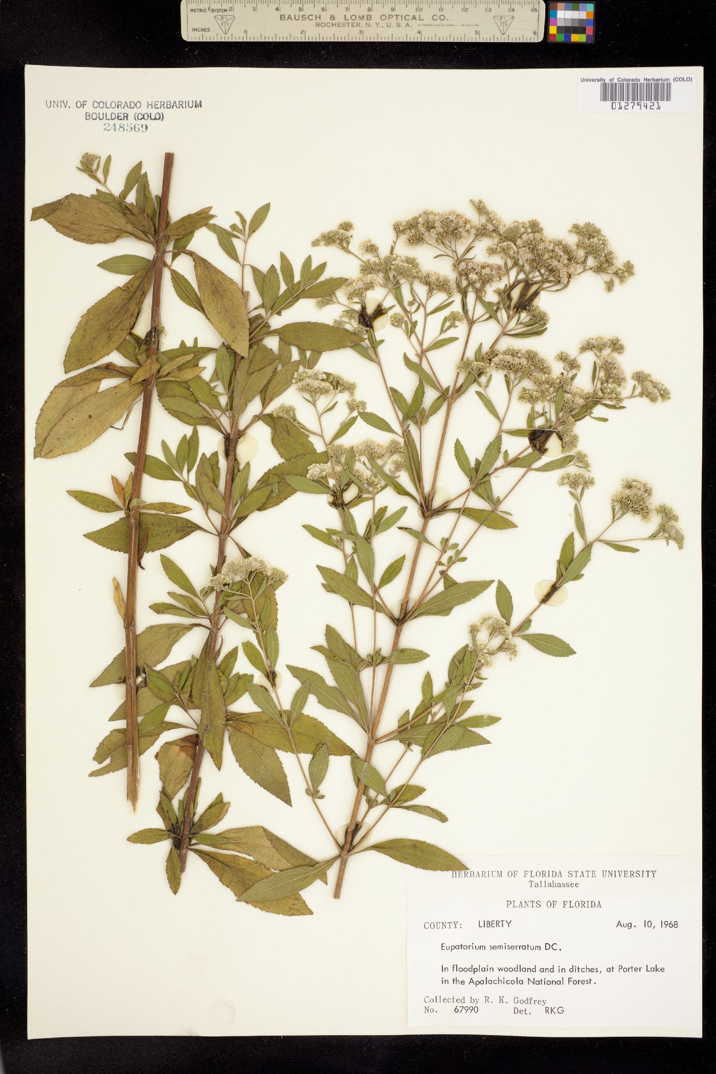 Eupatorium semiserratum image