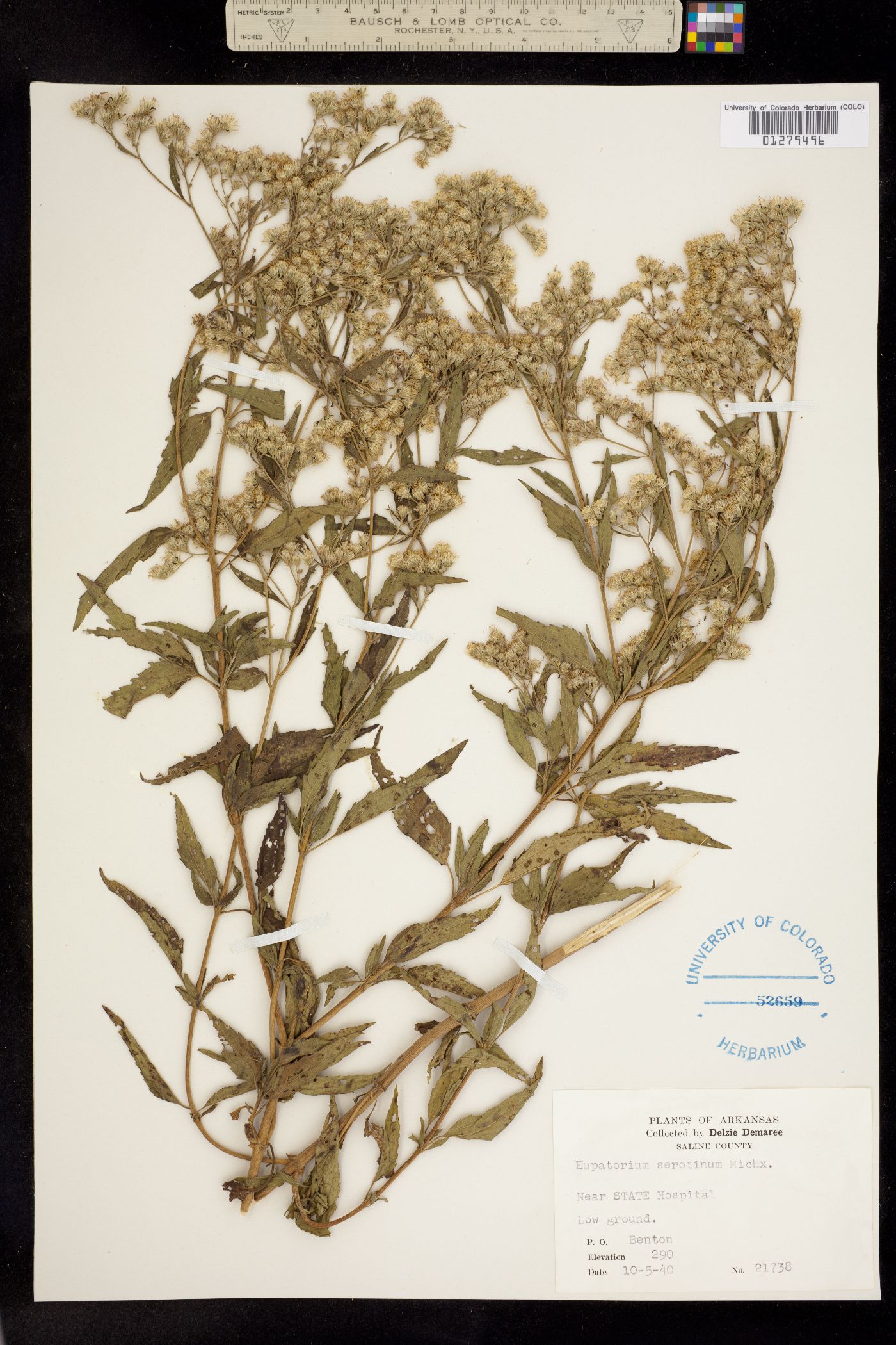 Eupatorium serotinum image