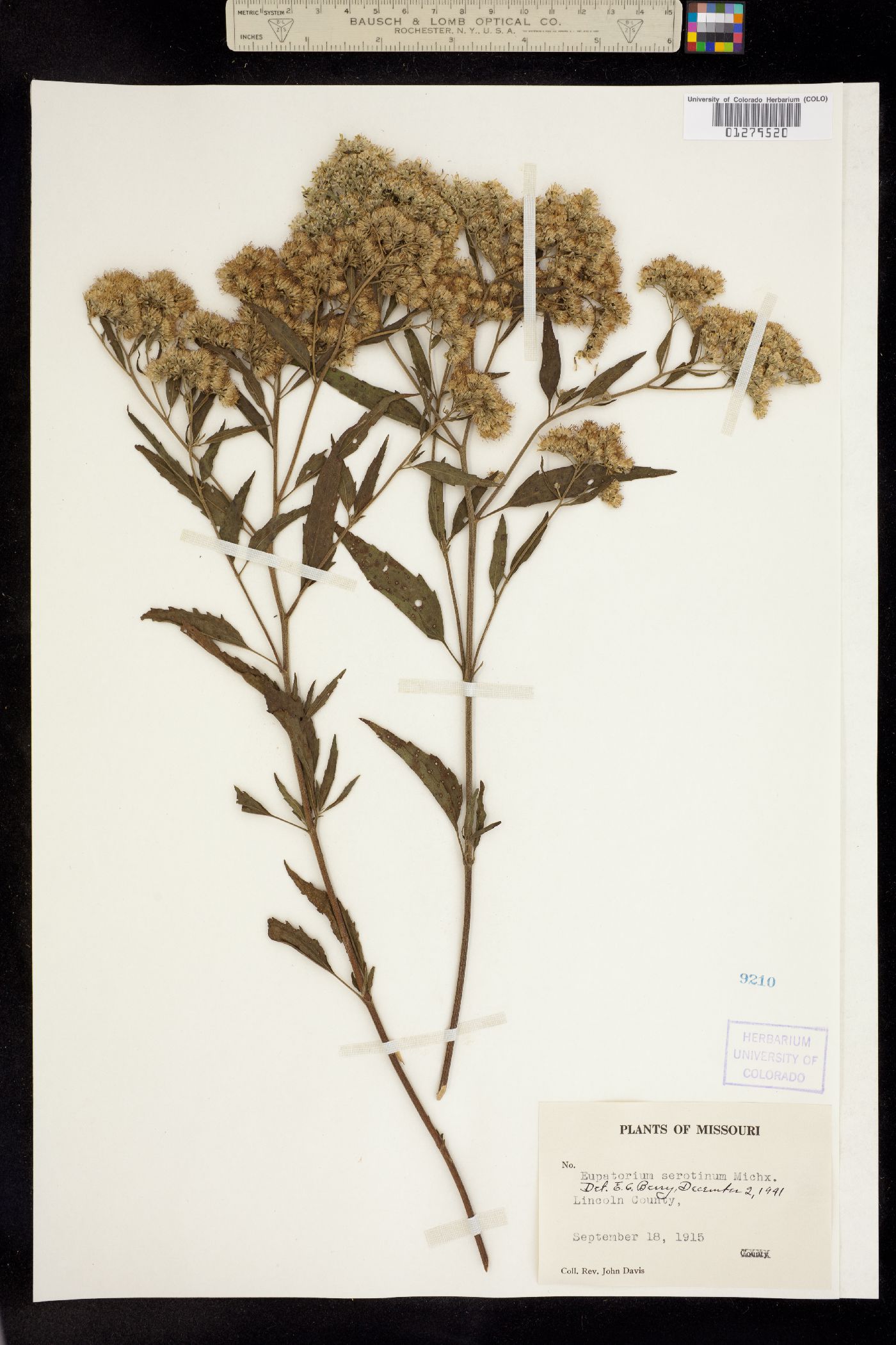 Eupatorium serotinum image