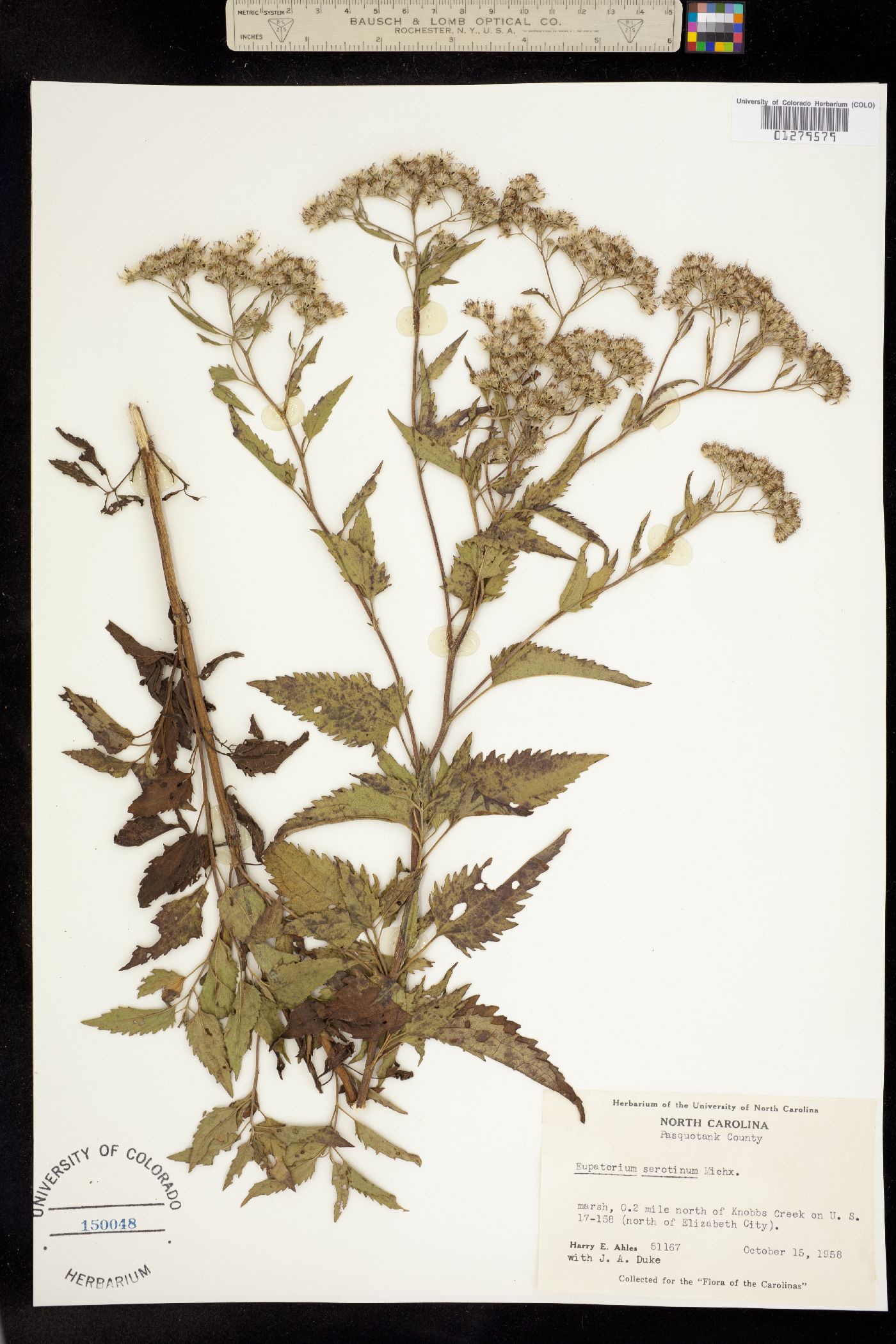 Eupatorium serotinum image